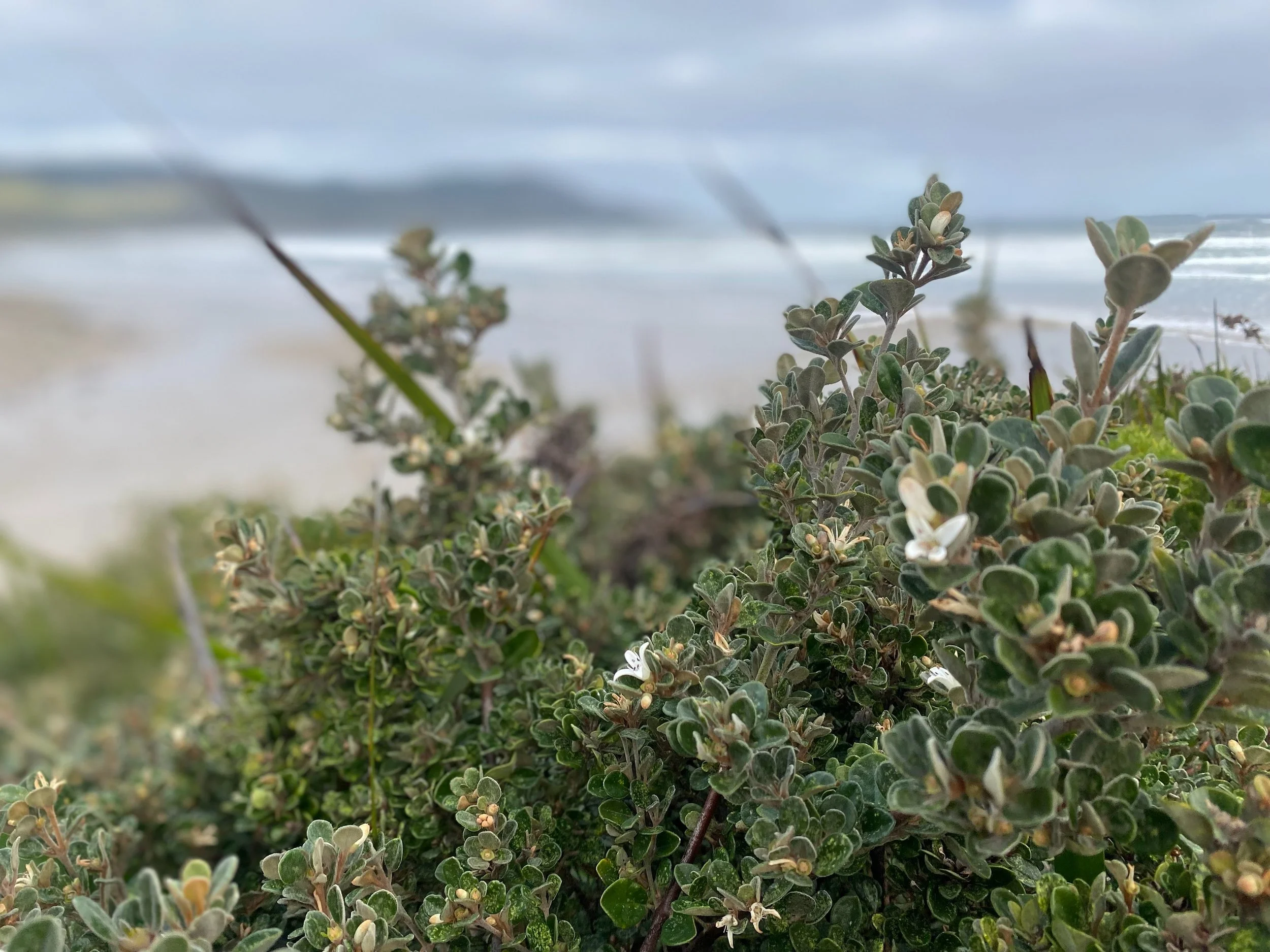 Australian Flower Essences created in Tasmania.