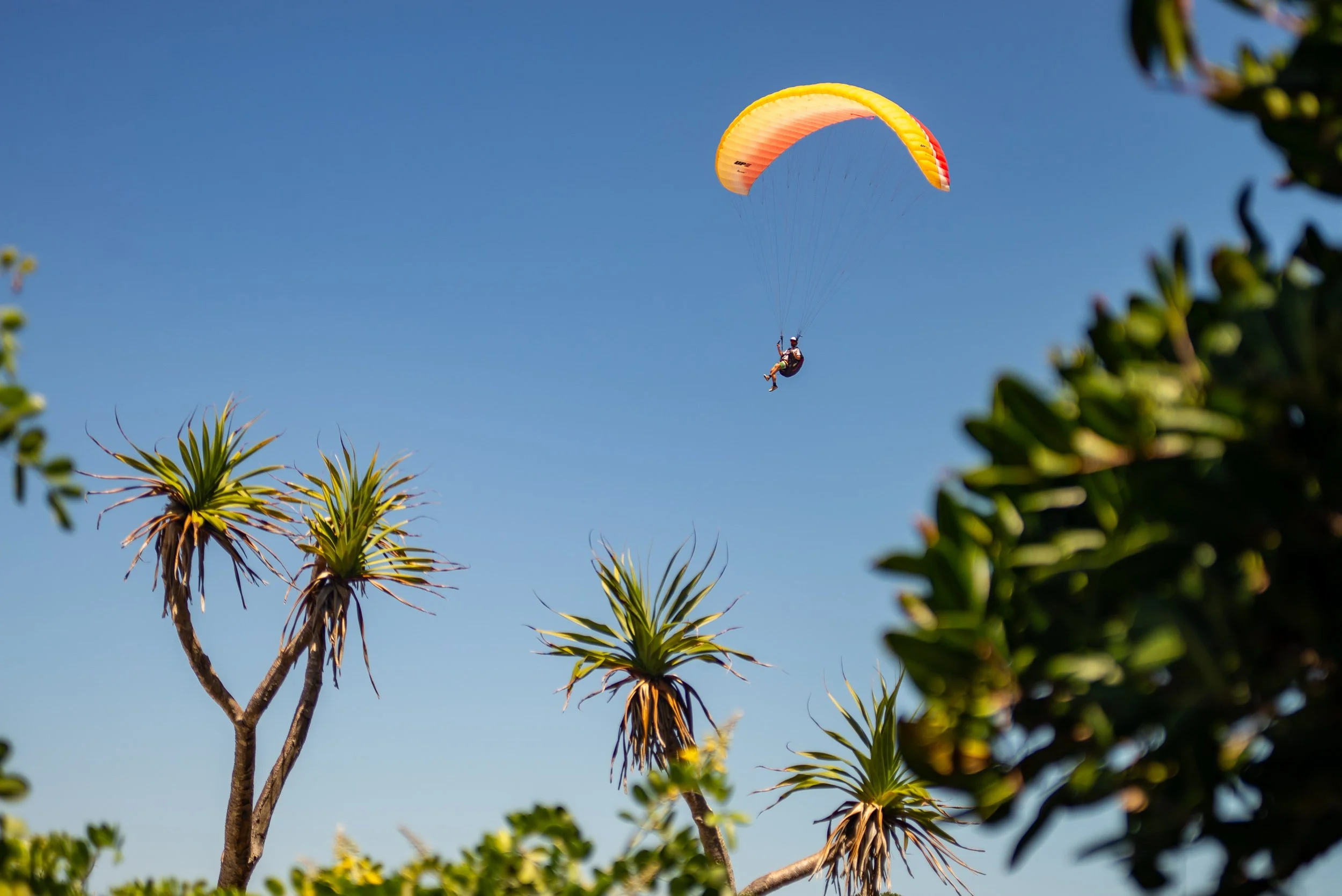A person paragliding in the sky with a colorful orange and yellow canopy, visible above trees with green leaves and spiky branches.
