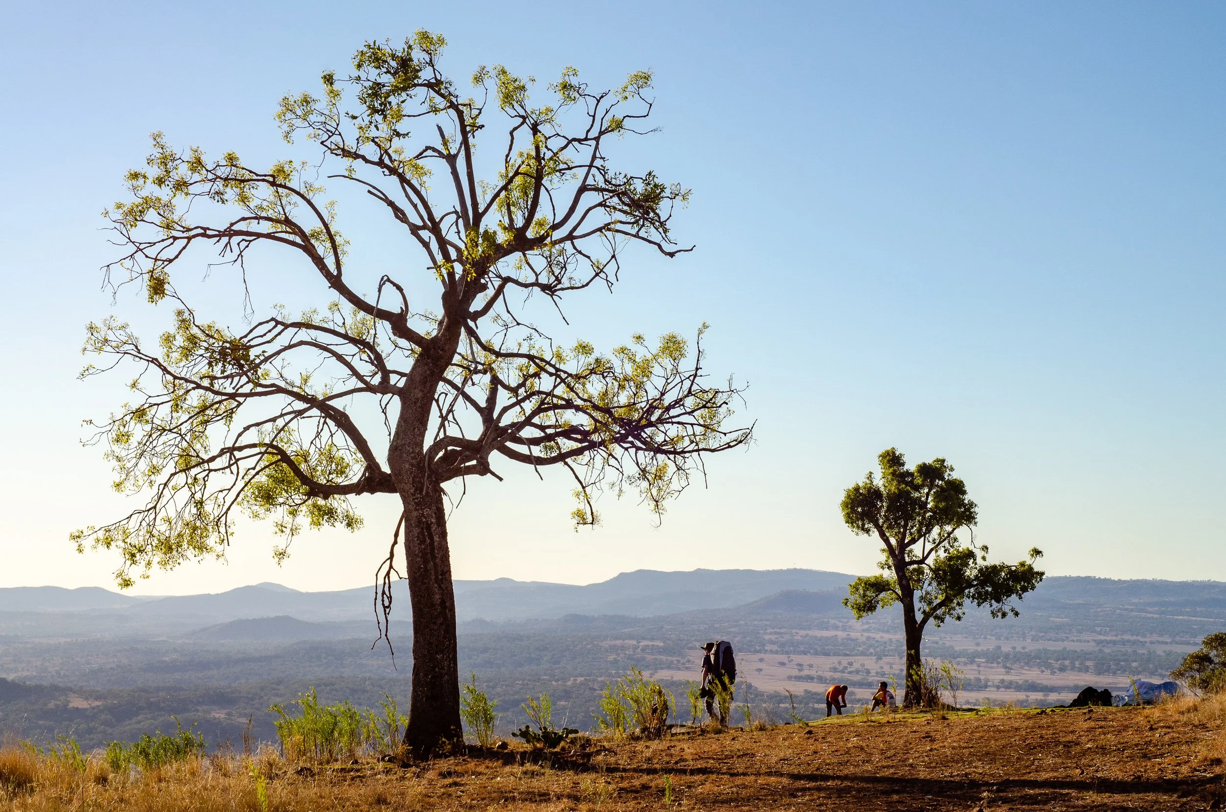 A landscape scene with a large leafless tree in the foreground, smaller trees, and hills in the background under a clear blue sky. Several people are working on the ground near the trees.