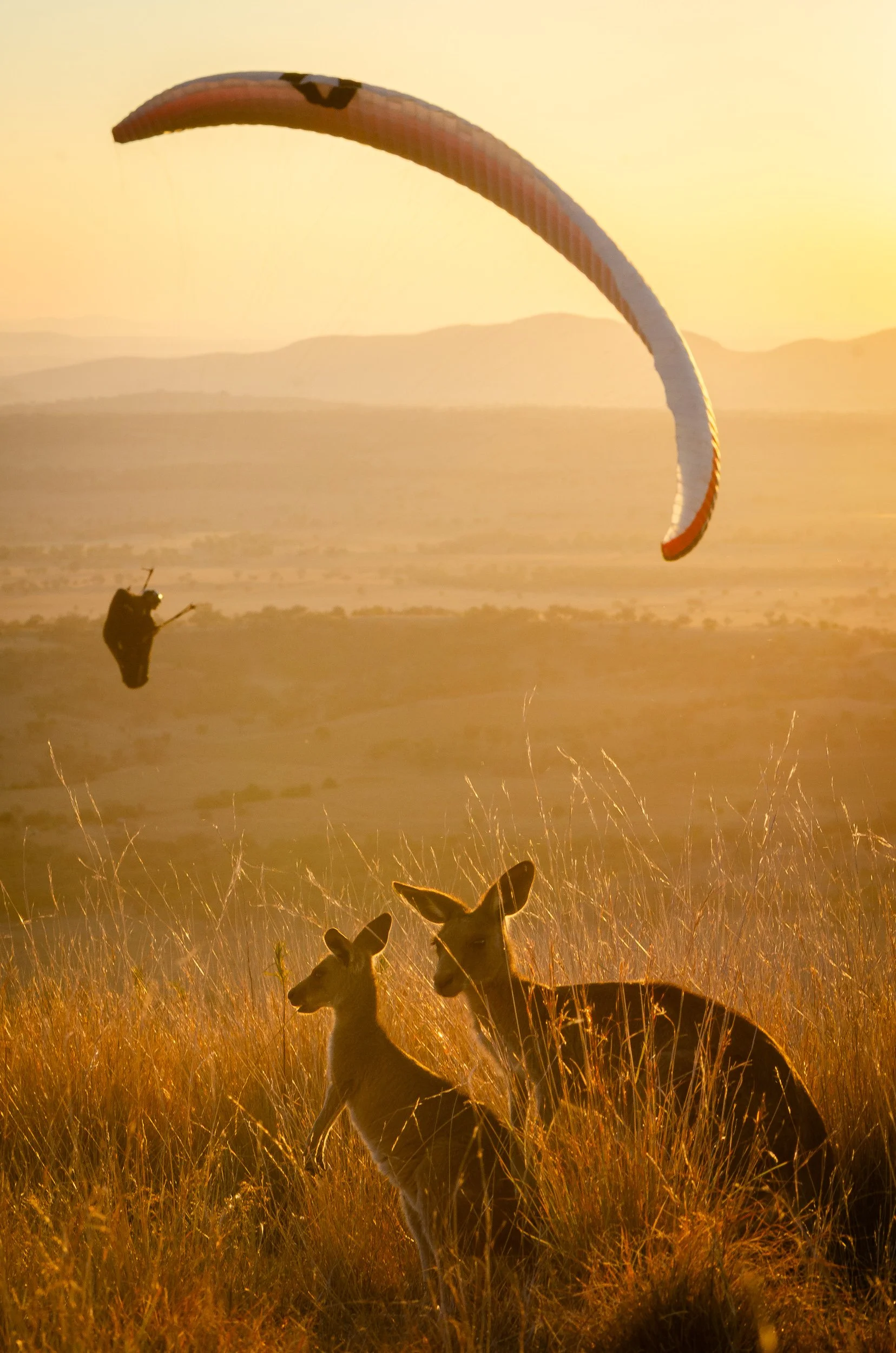 A sunset over a grass field with two deer standing in the foreground. A person paragliding with an orange and white parachute is seen in the sky, and distant mountains and flatlands are visible in the background.
