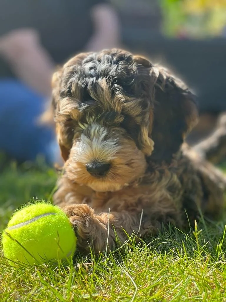 A cute puppy with curly fur playing with a tennis ball on grass.