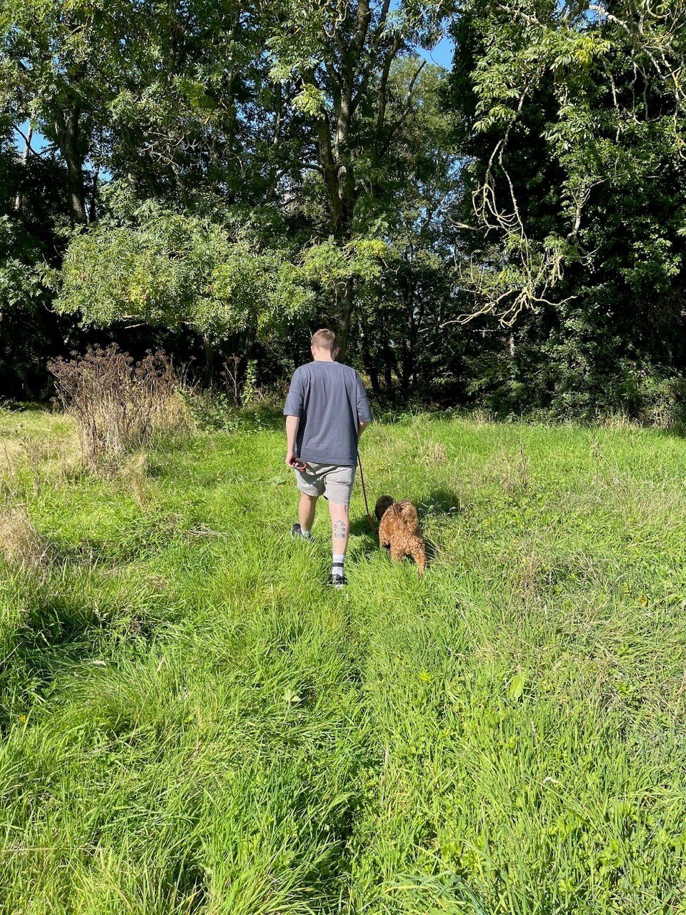 A person walking a brown curly-haired dog on a grassy trail through a wooded area on a sunny day.