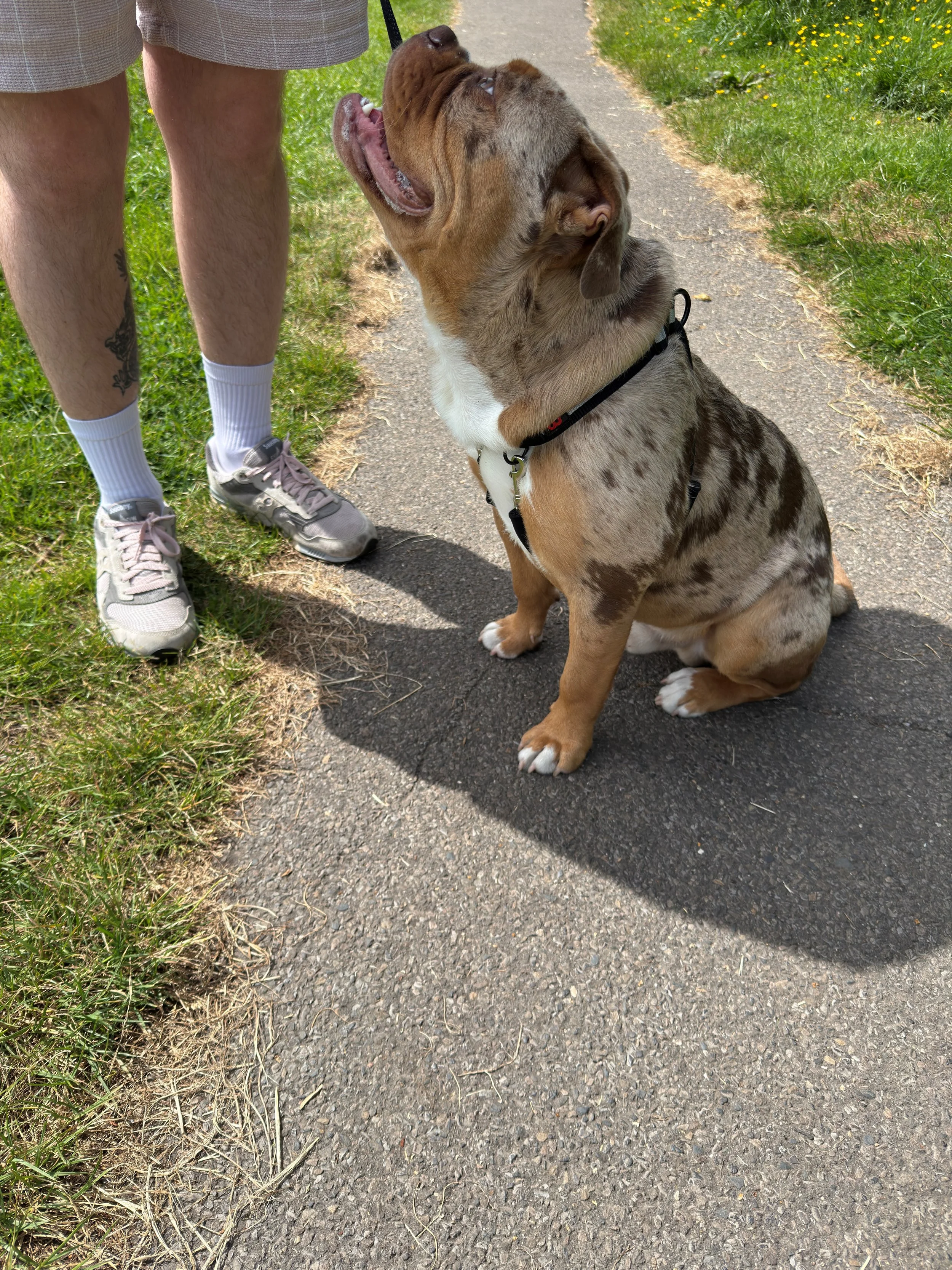 A dog sitting on a sidewalk looking up at a person standing nearby. The person is wearing shorts, sneakers, and socks, and the dog is on a leash.