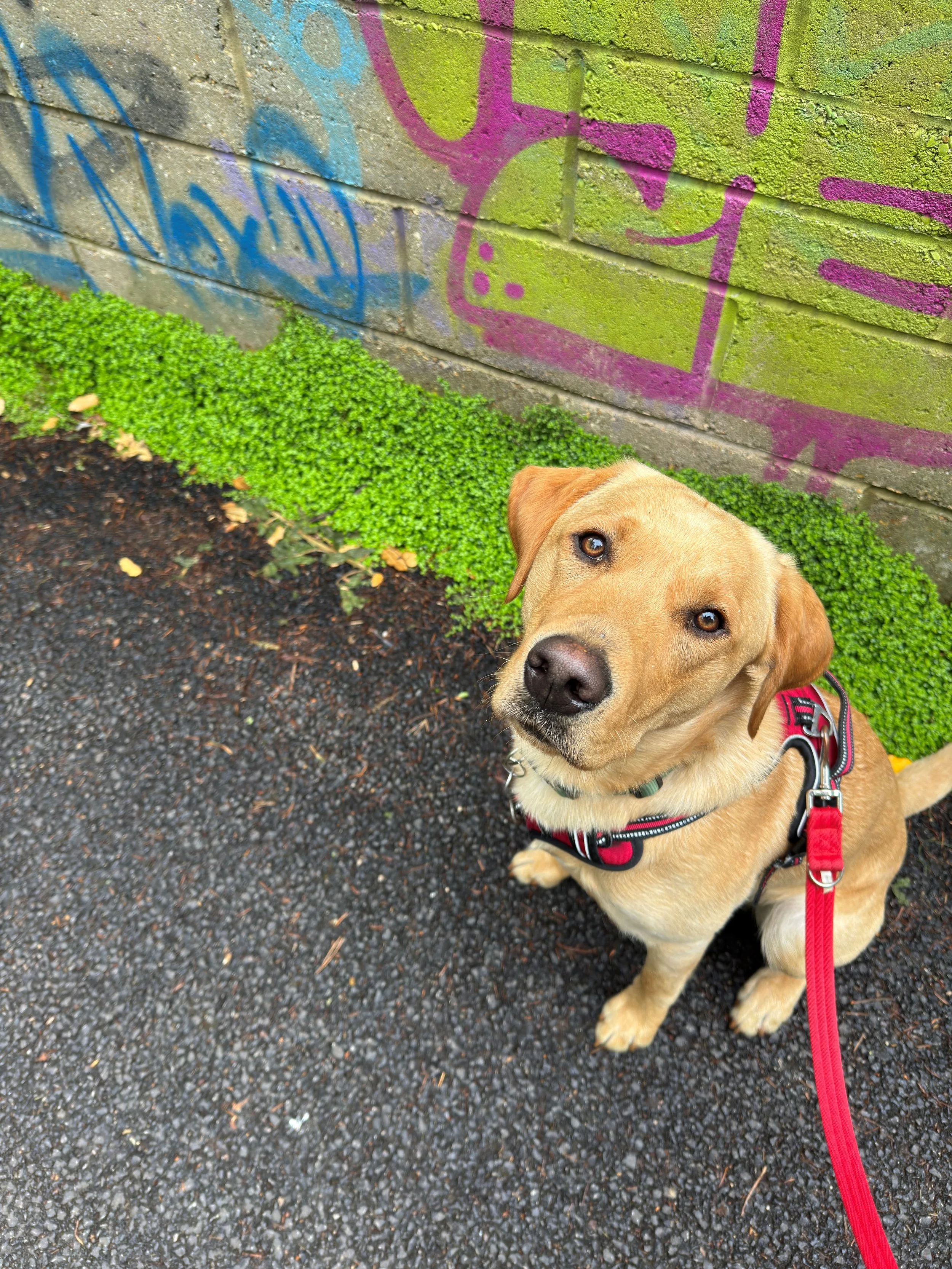 Close-up of a tan dog with brown eyes and floppy ears, sitting on a black gravel path next to a brick wall with green and purple graffiti, plants growing at the base of the wall, and red leash attached.