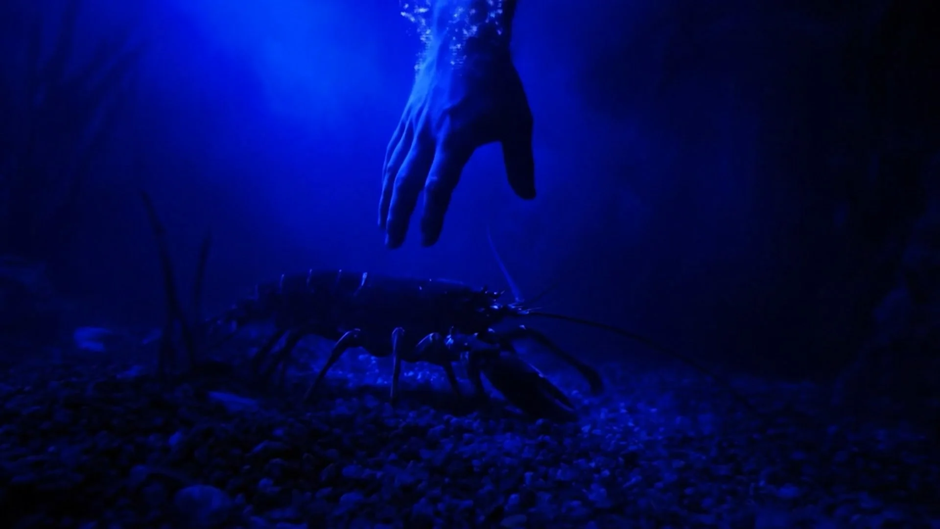 Molt