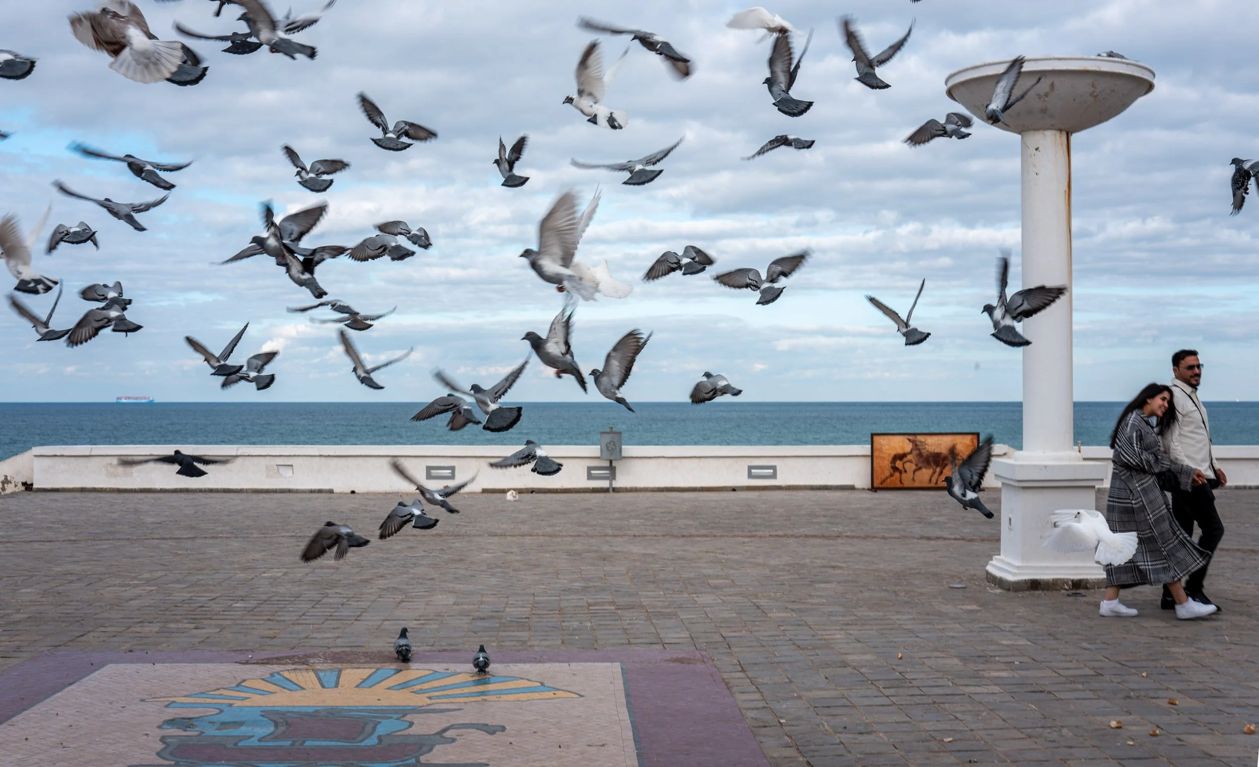 birds.jpg