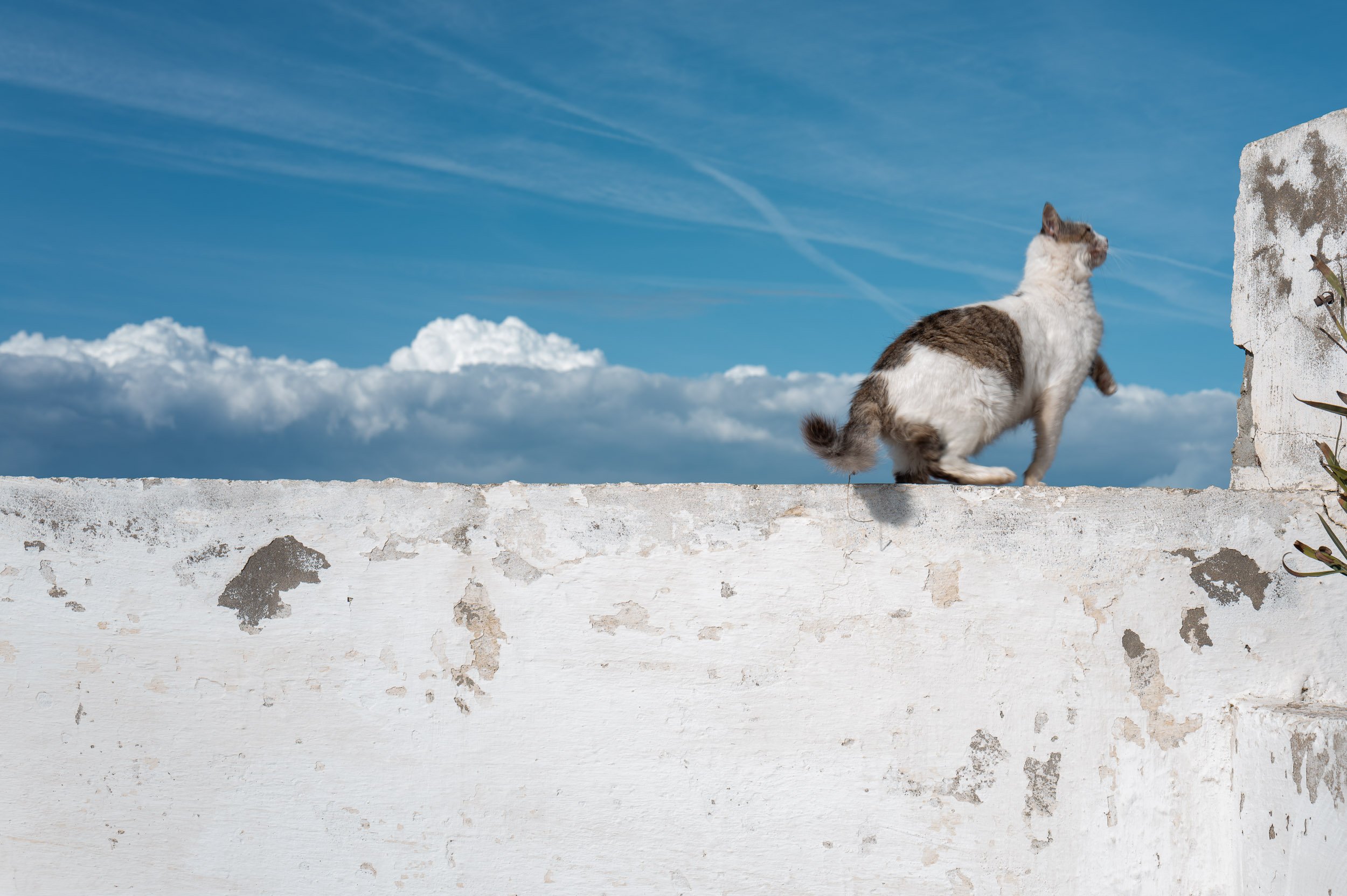 A cat walking on a rooftop ledge near a weathered white wall under a blue sky with wispy clouds.