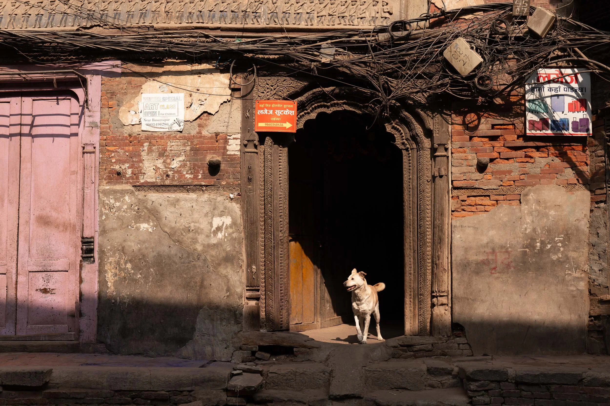 A dog standing at the entrance of an old brick building with an arched doorway, surrounded by electrical wires and posters on the wall.