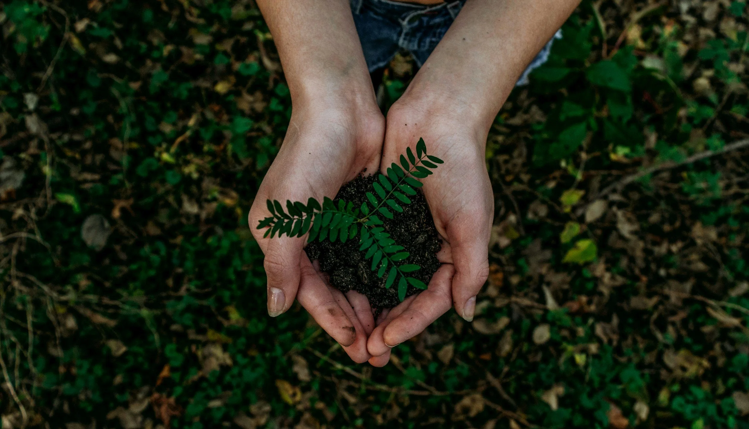 Two hands holding a small pile of dirt with a green fern plant in it, over a background of forest floor with leaves and soil.