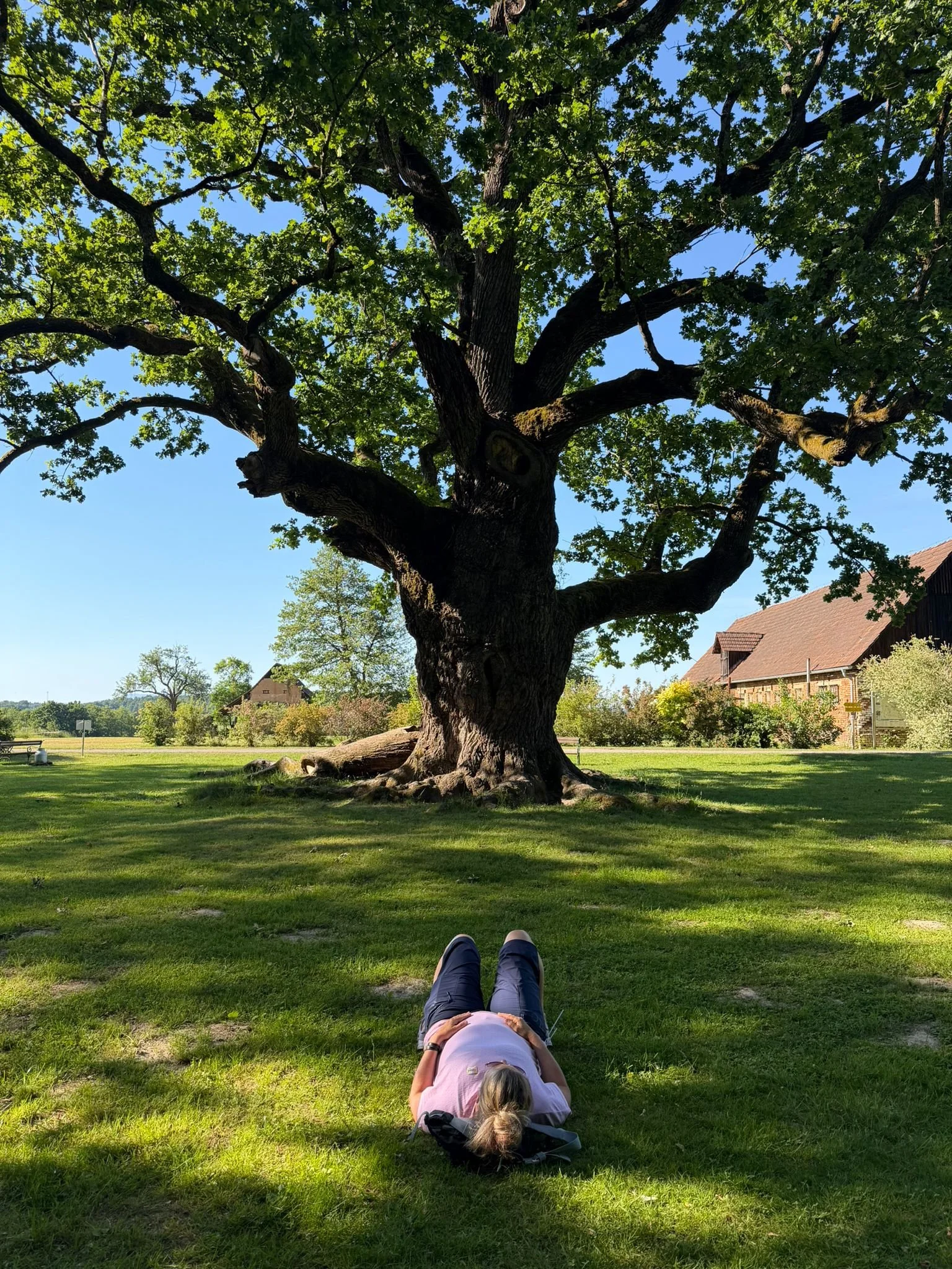 Person liegt auf einer Wiese, Blick nach oben auf einen großen Baum mit grünen Blättern bei Sonnenschein, im Hintergrund ein Haus und Bäume, klarer blauer Himmel. Die 1000jährige Eiche in Österreich.