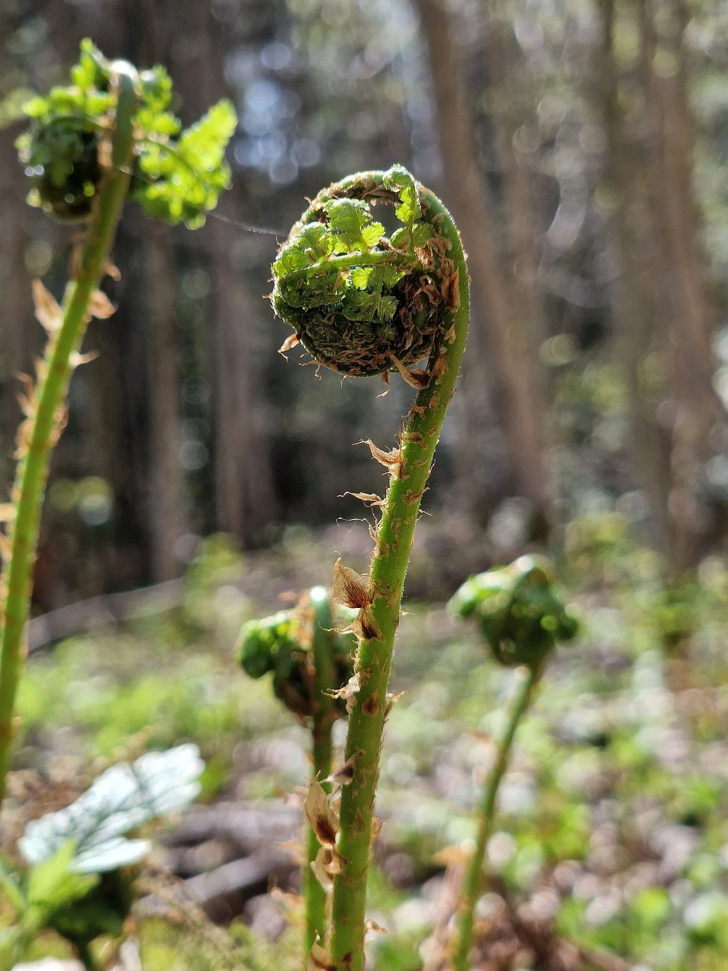 Nahaufnahme von einem jungen Farnwedel, noch ungeöffnet, an einem dünnen grünen Zweig im Wald. Der Hintergrund ist unscharf mit Lichtblitzen, die durch Bäume fallen.