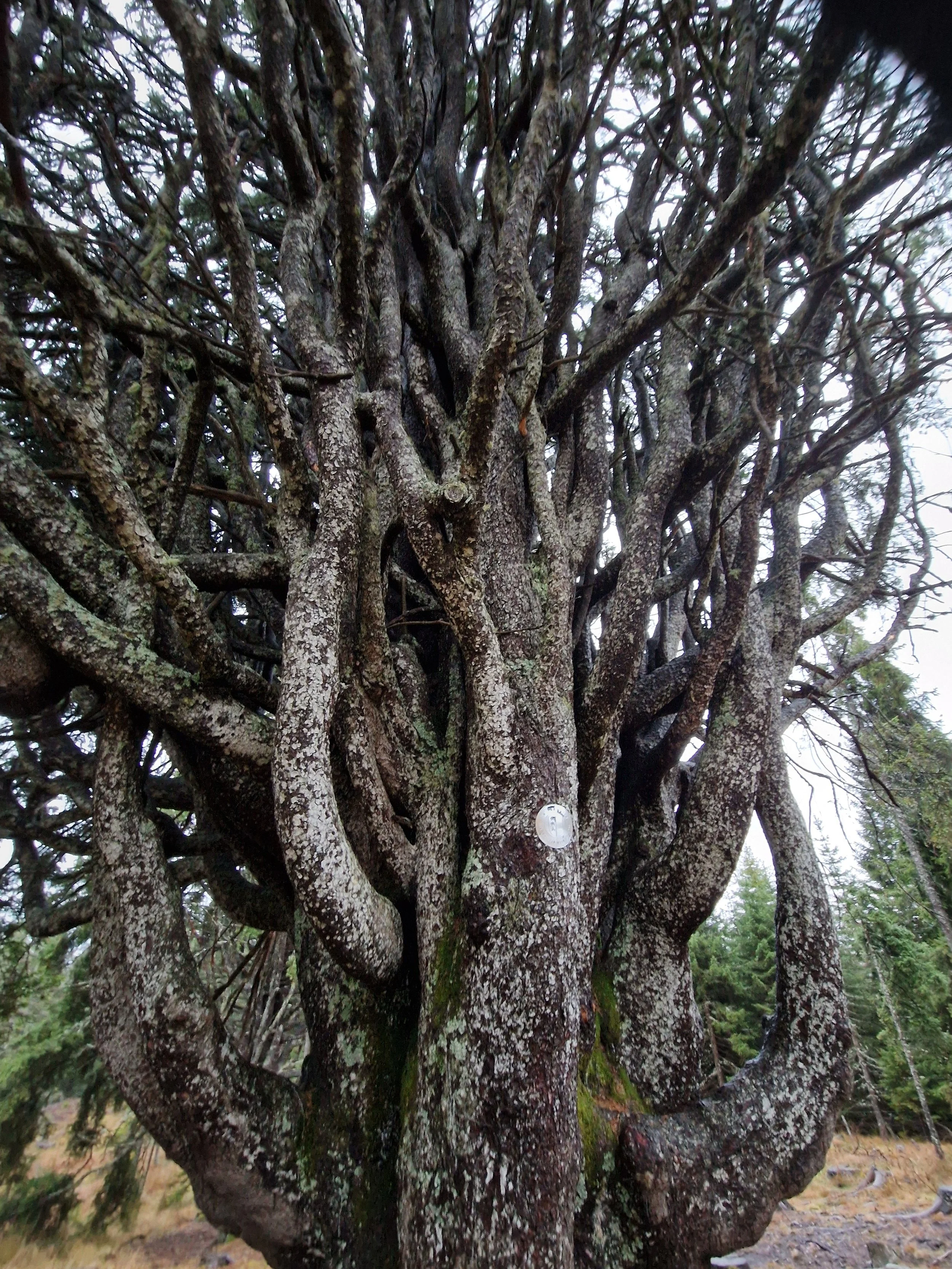 Ein dichter Baum mit vielen verdrehten Ästen und Rinde mit Flechten, vor einem bewaldeten Hintergrund. Die geschützte Kugelfichte in Österreich