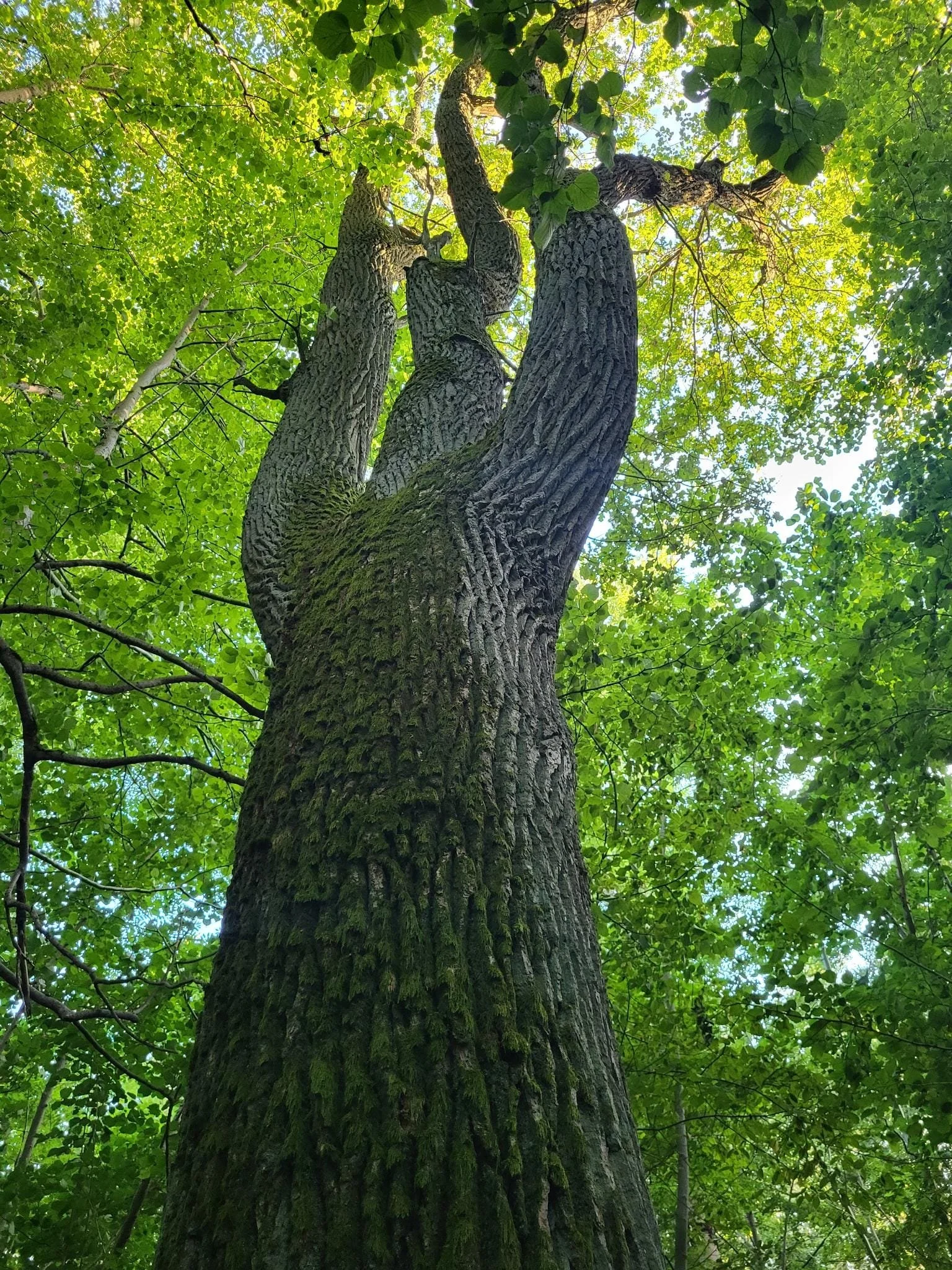 Aufnahme eines Baumstamms mit drei starken Astverzweigungen aus einer Untersicht, mit grünen Blättern und hellem Himmel im Hintergrund.