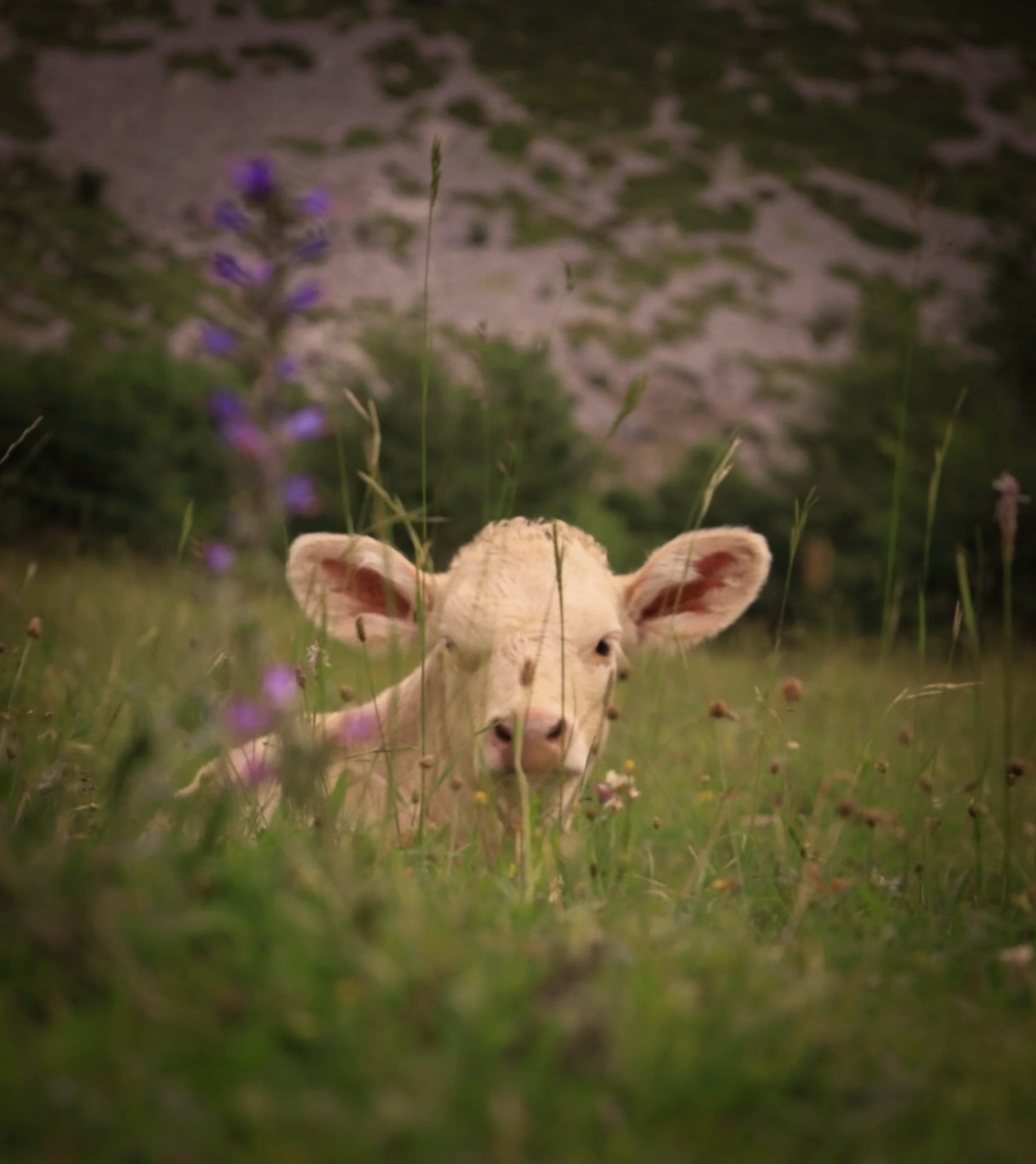 Moments in Nature