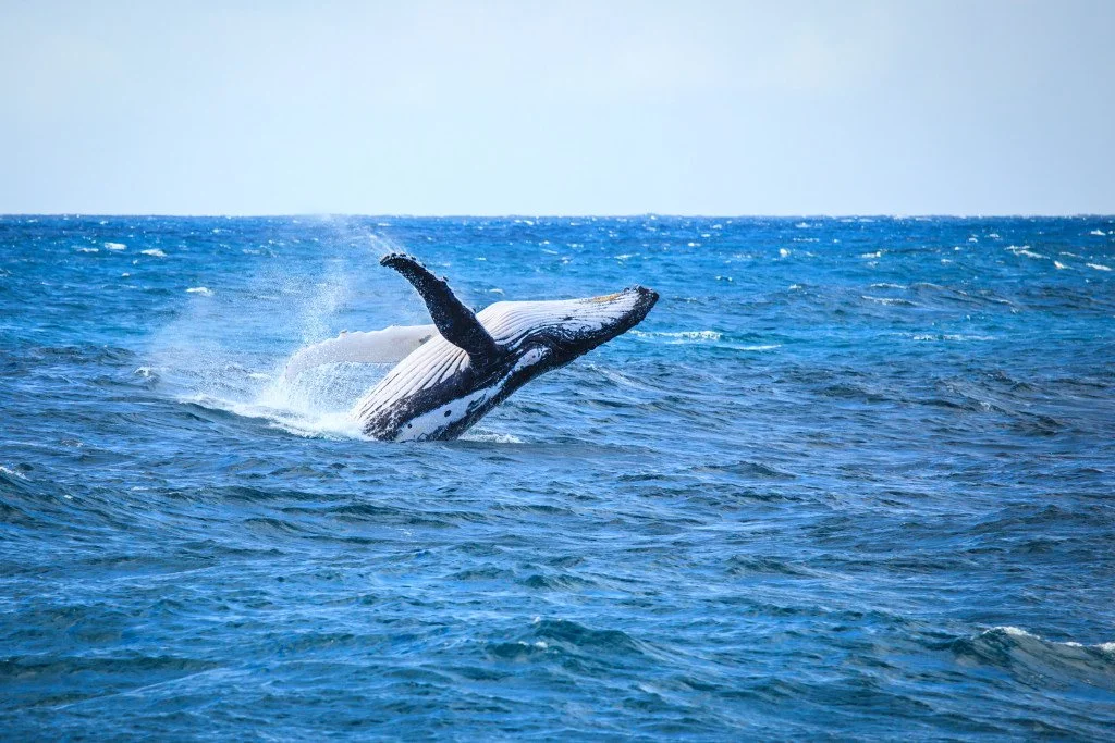 A Whale of a Celebration