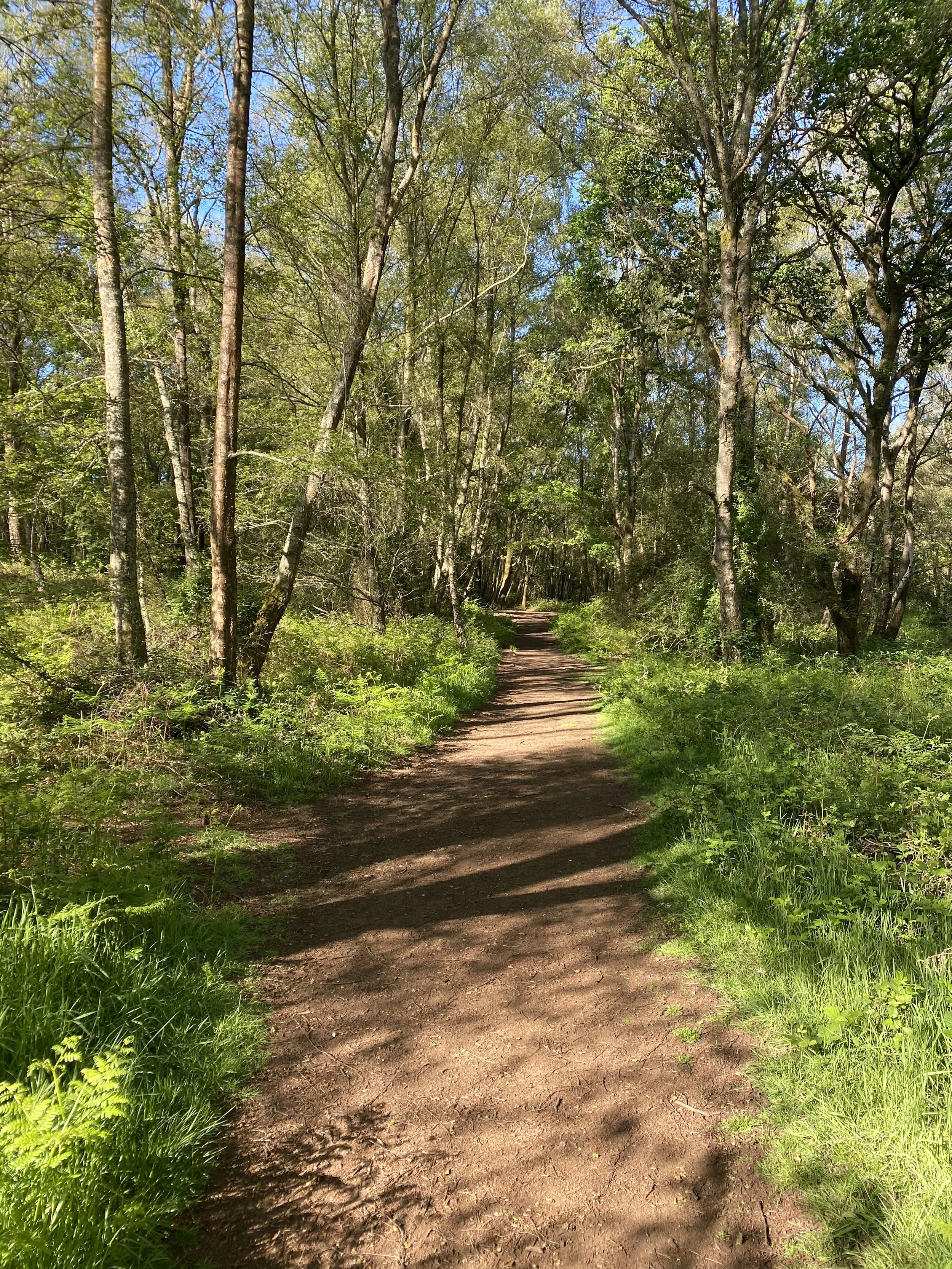 A dirt hiking trail through a green forest with trees and bushes, under a blue sky with some clouds.
