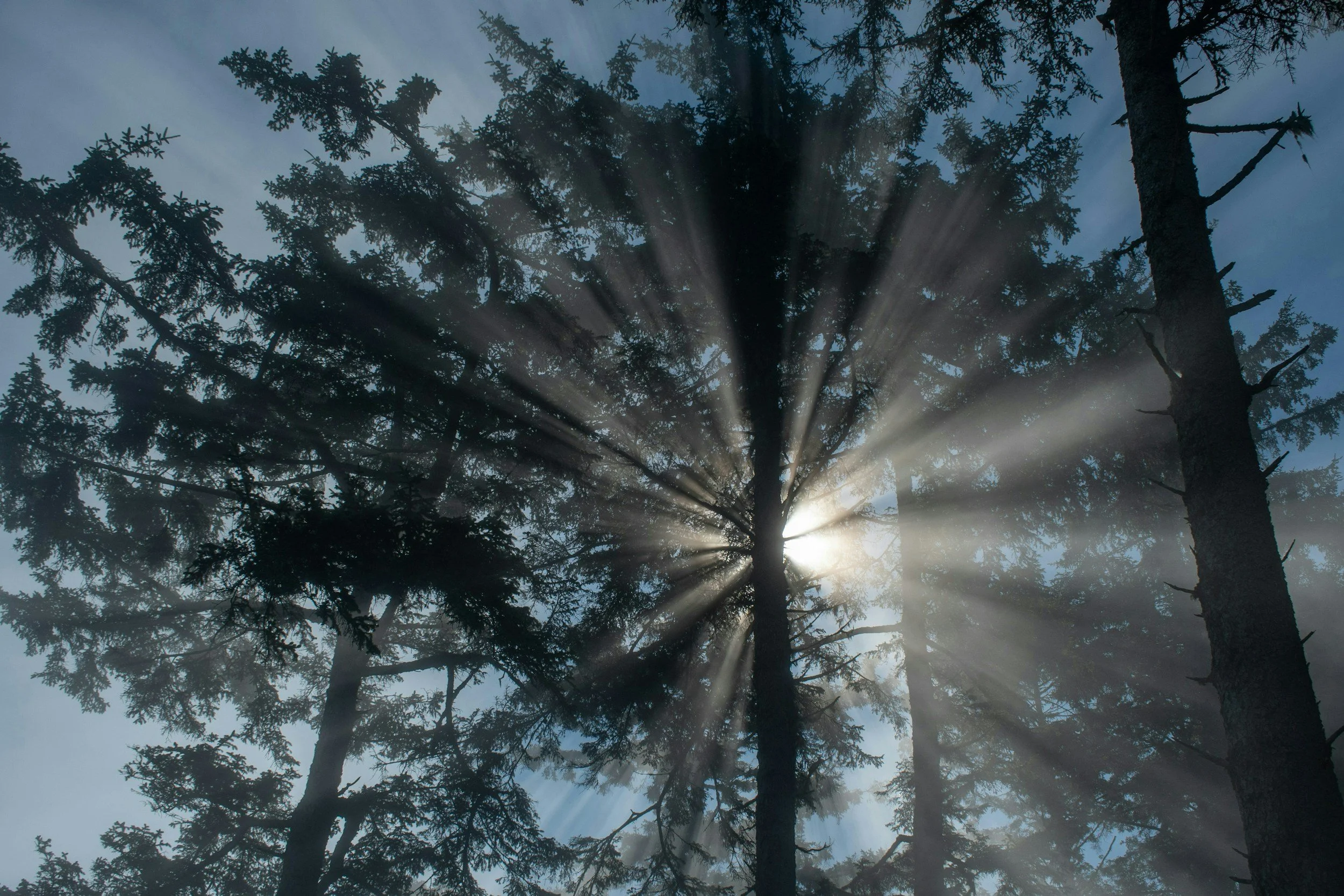 Sunlight filtering through tall pine trees in a misty forest.