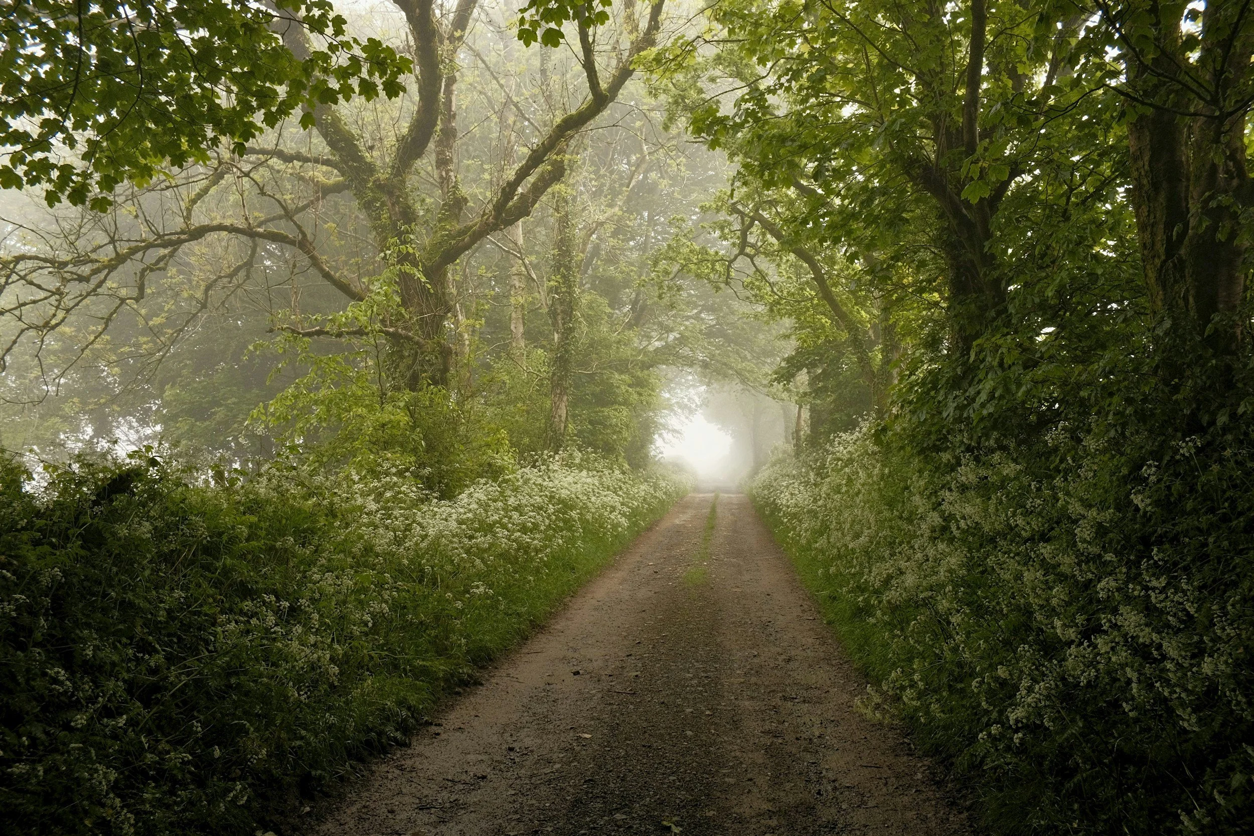 Wide woodland path at first light