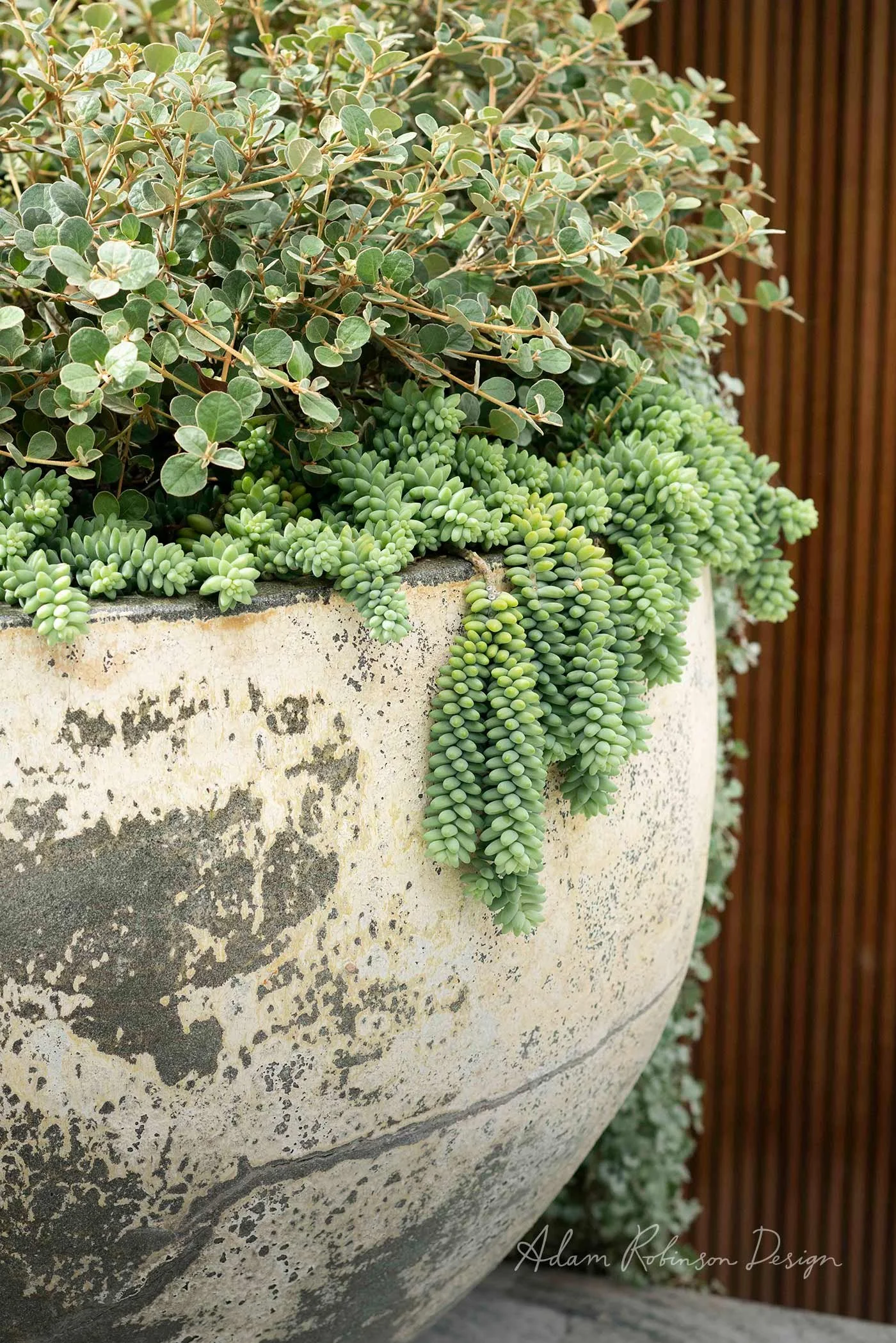 © ADAM ROBINSON DESIGN Landscape Design Sydney Paddington Terrace 02.jpg