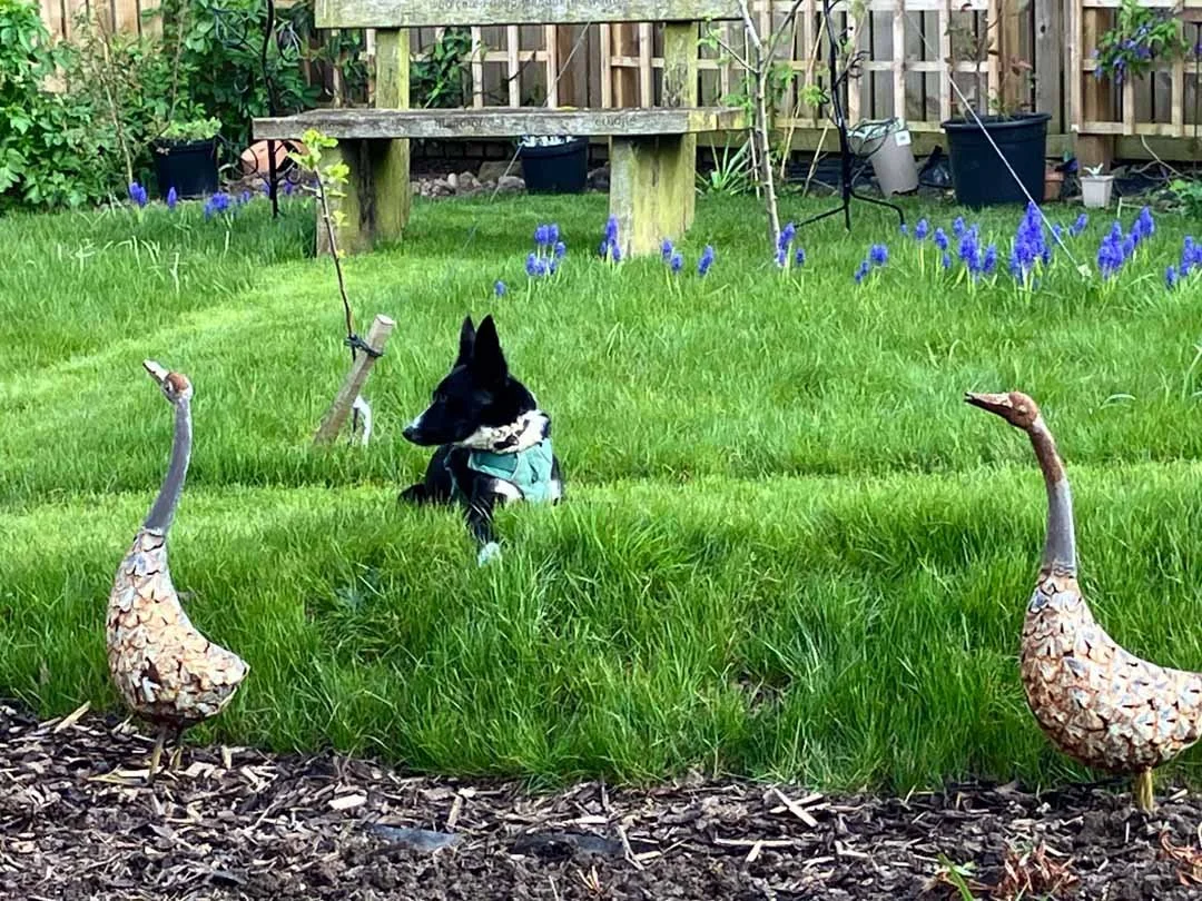 wildlife-garden-design-pond-raised-beds-vegetables-growing-12.jpg