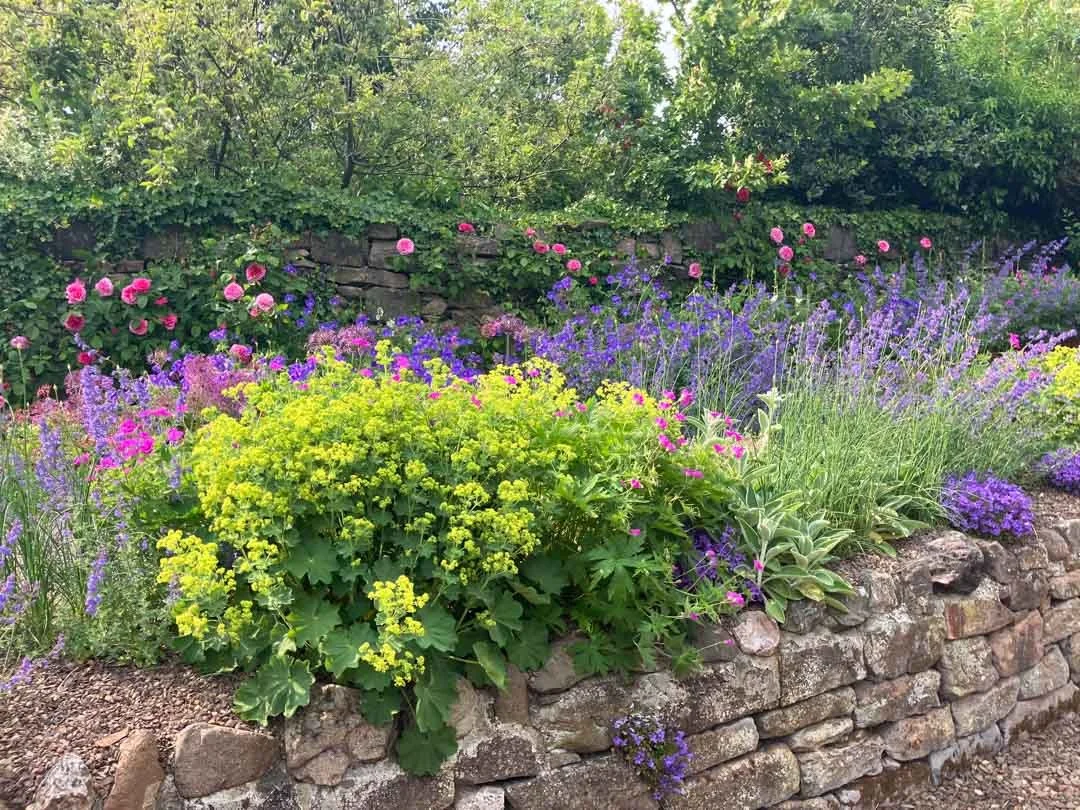 courtyard-garden-history-sunny-border-woodland-roses-restoration-project-northumberland-21.jpg