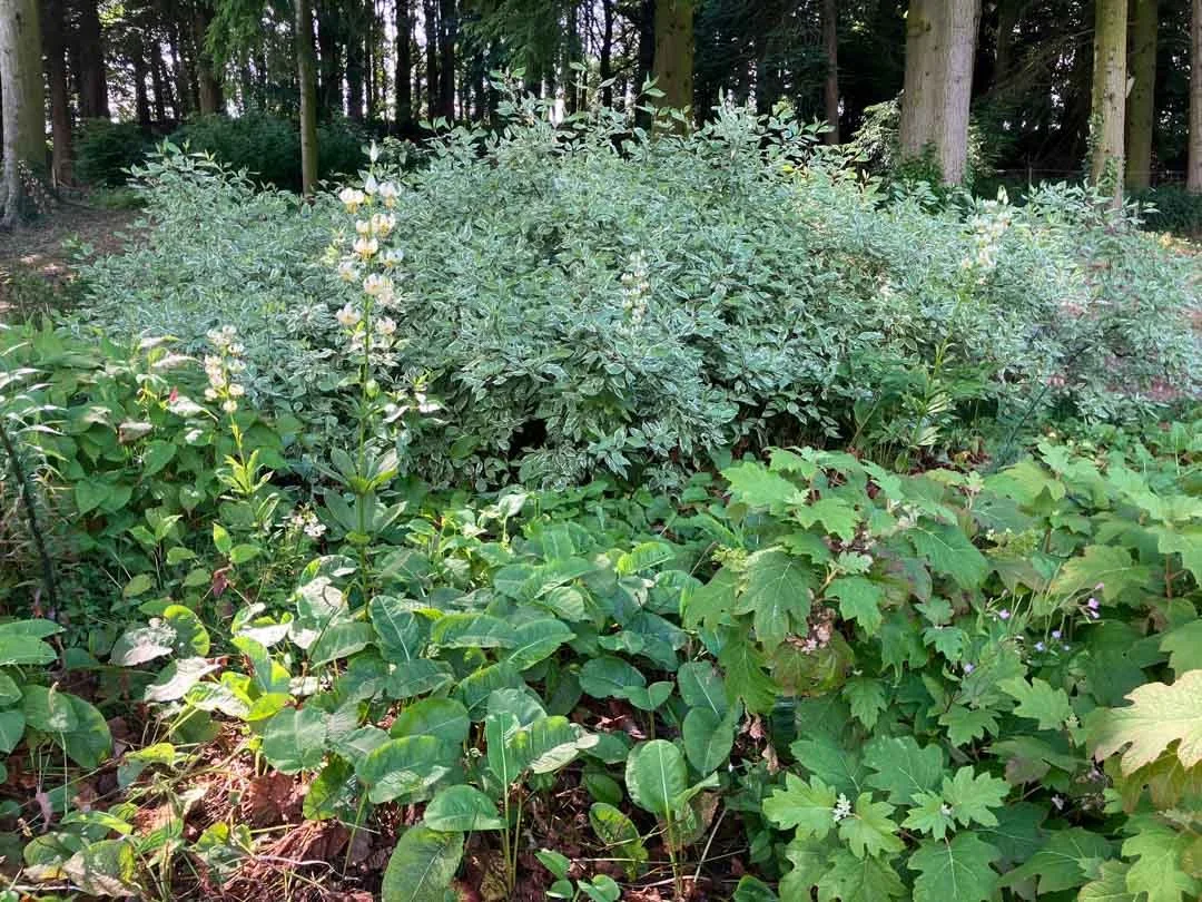 estate-garden-northumberland-cheviot-hills-cutting-flower-butterfly-woodland-rural-view-81.jpg