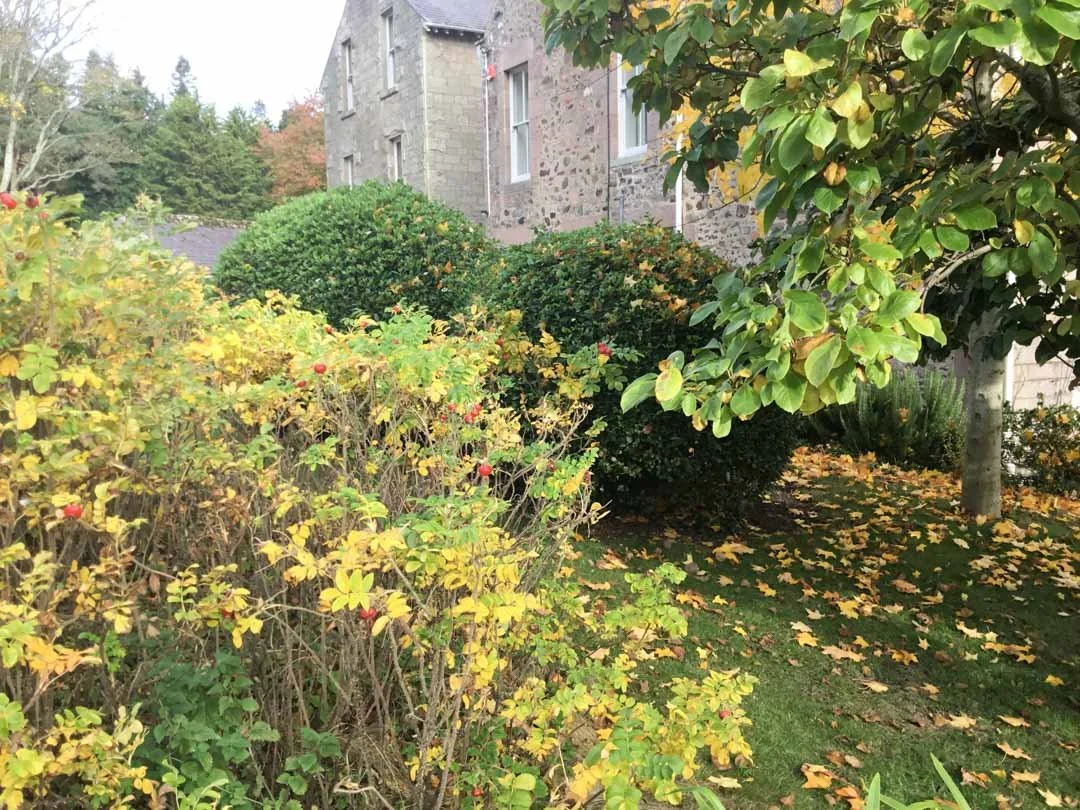 estate-garden-northumberland-cheviot-hills-cutting-flower-butterfly-woodland-rural-view-33.jpg
