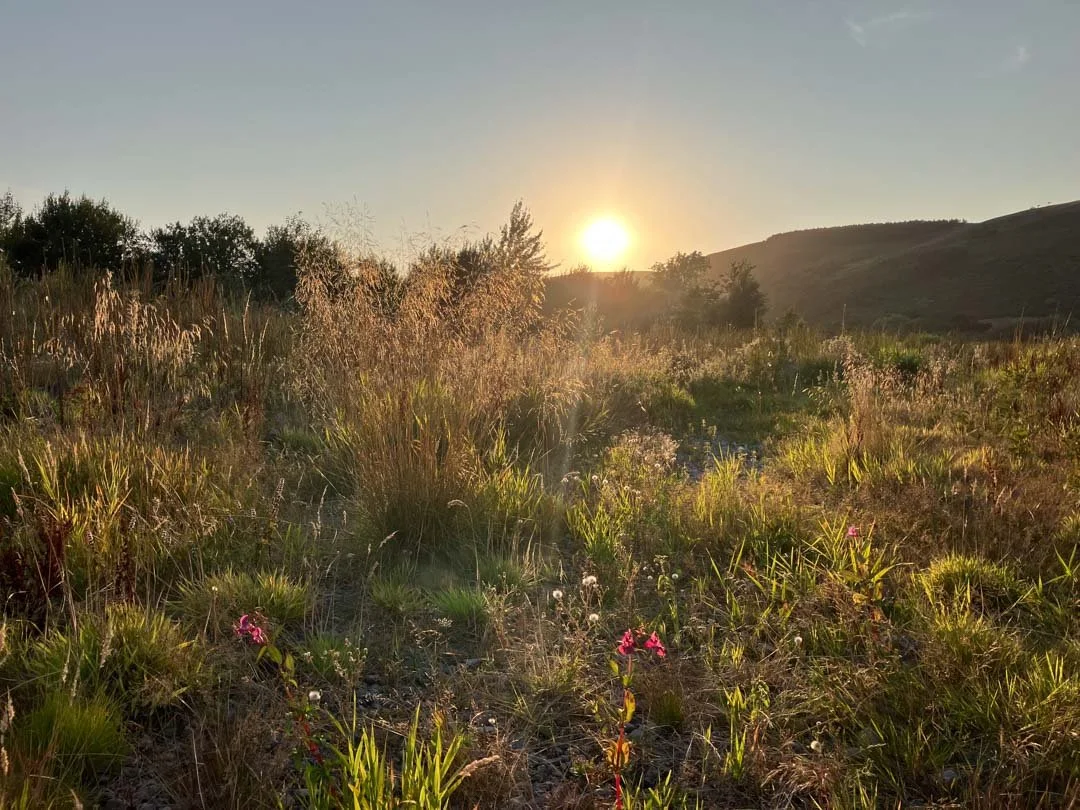 garden-inspiration-landscape-northumberland-rugged-coastal-rural-planting-wild-nature-15.jpg