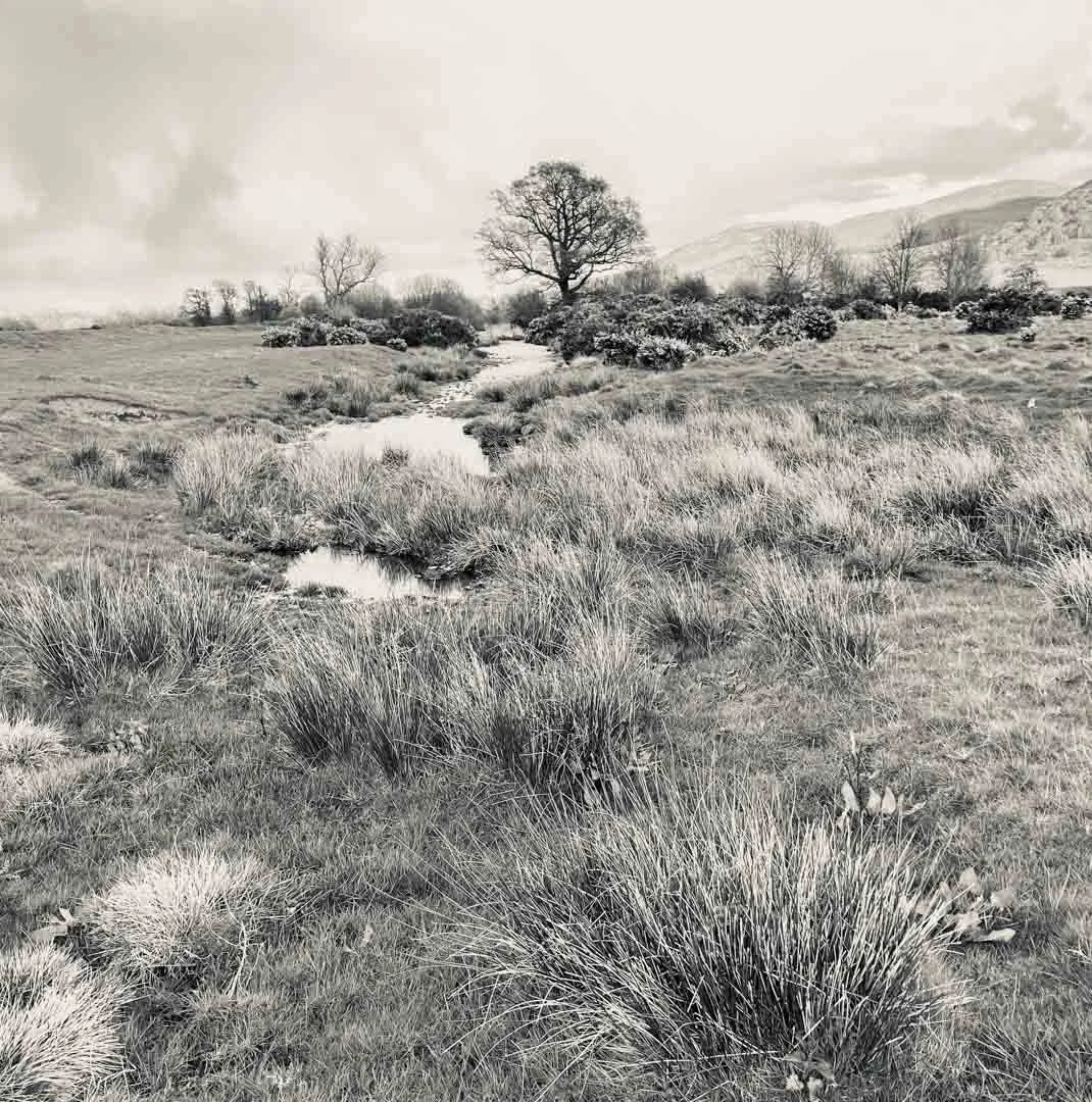 garden-inspiration-landscape-northumberland-rugged-coastal-rural-planting-wild-nature-8.jpg