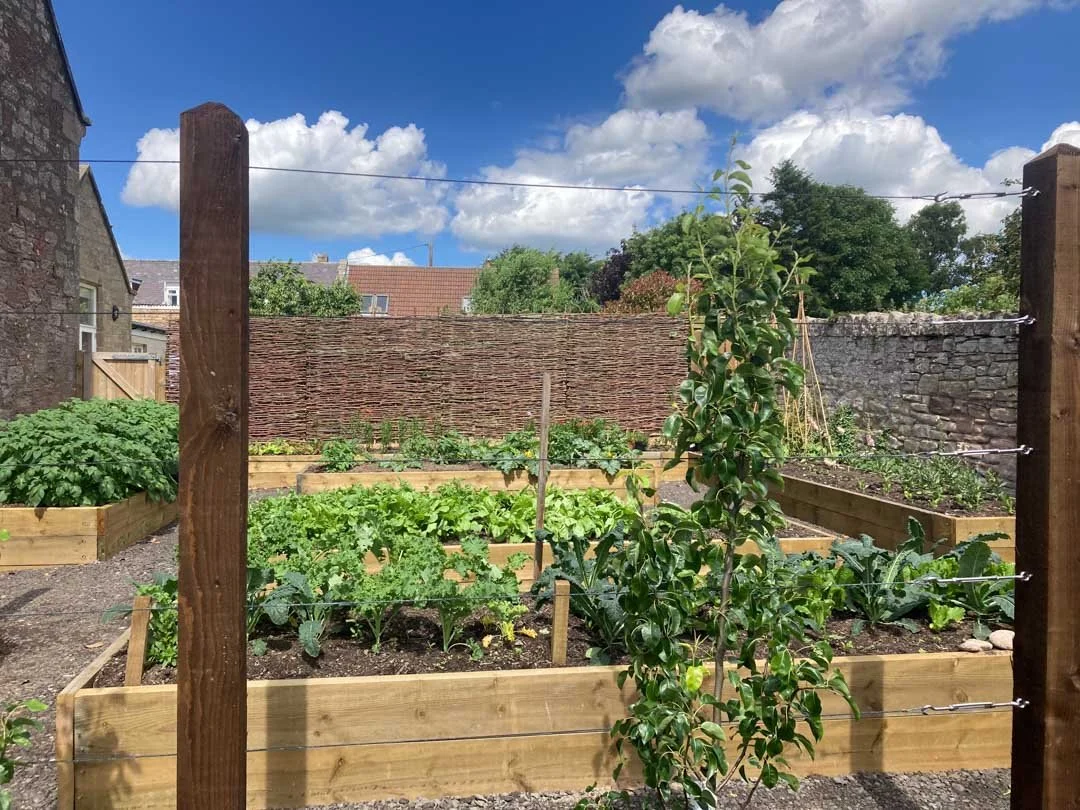 gravel-drive-replant-remodelled-vegetable-fruit-trees-garden-sandstone-patio-rose-arbour-60.jpg