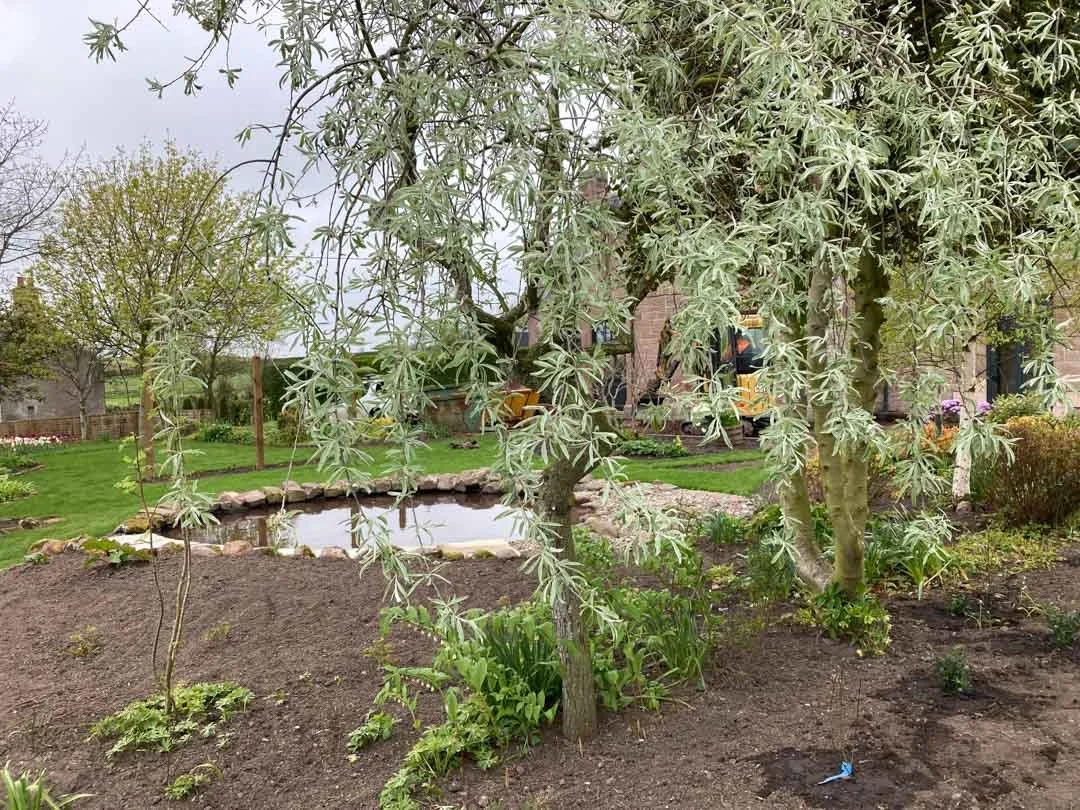 gravel-drive-replant-remodelled-vegetable-fruit-trees-garden-sandstone-patio-rose-arbour-53.jpg