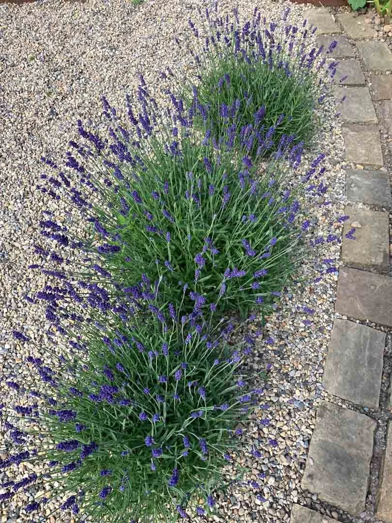 inspiration-garden-own-creative-design-experimentation-57.jpg