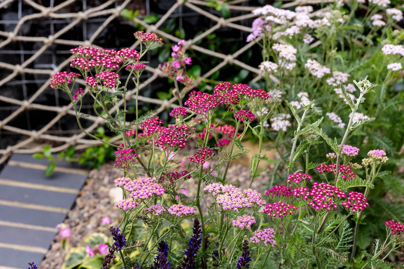 planting design in a coastal garden for colour