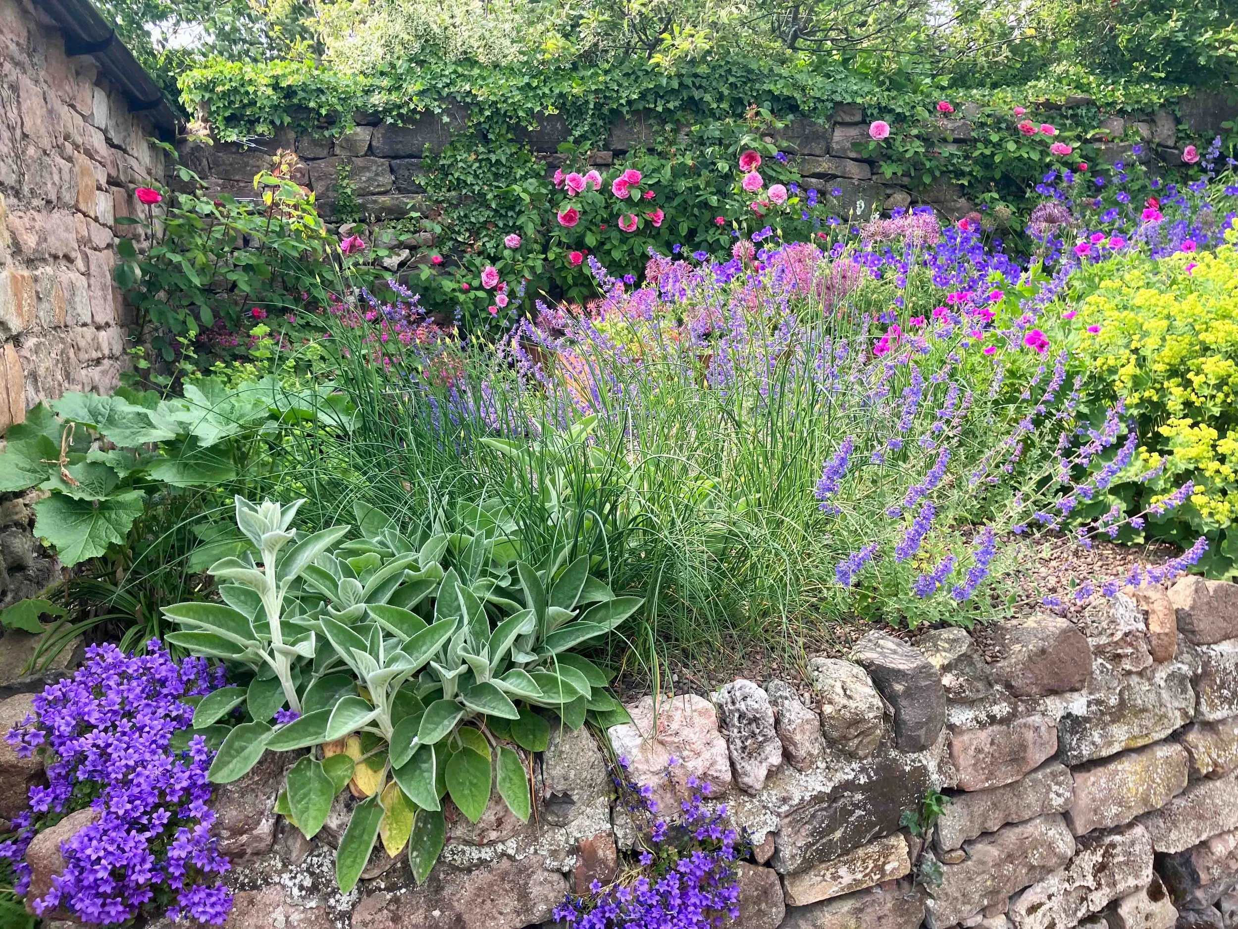 number6-garden-designer-clare-ryan-wooler-2075.jpg