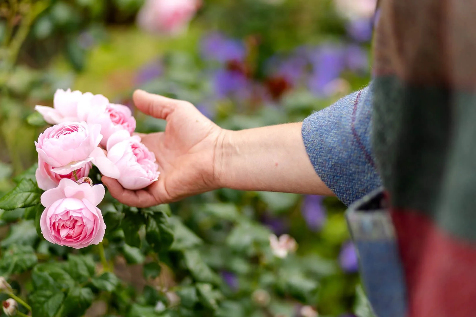 clares hand holding roses so she is looking at pink rose heads