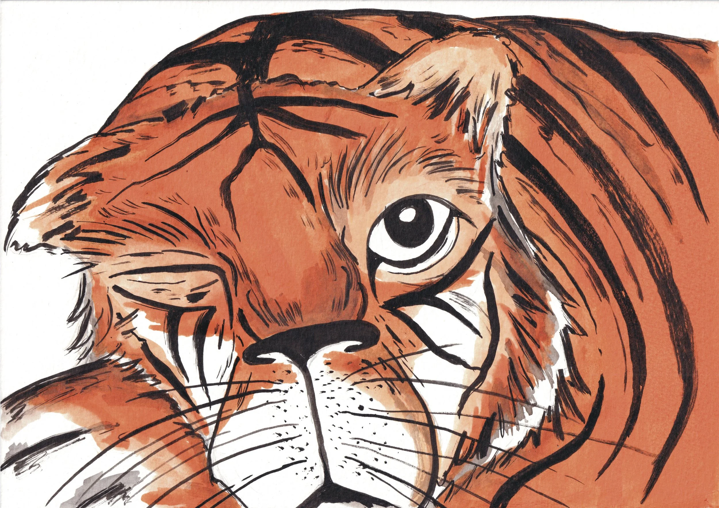 The Tiger and His Tricks