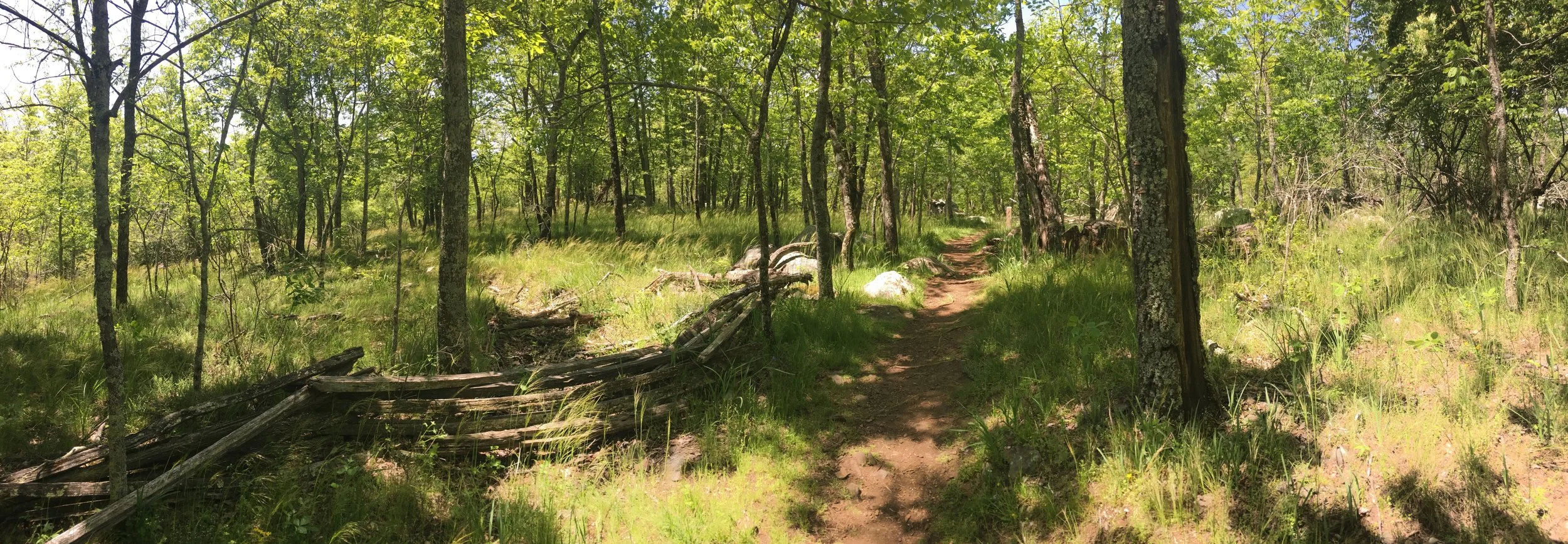 A dirt trail winding through a green forest, with tall trees and sunlight filtering through the leaves.