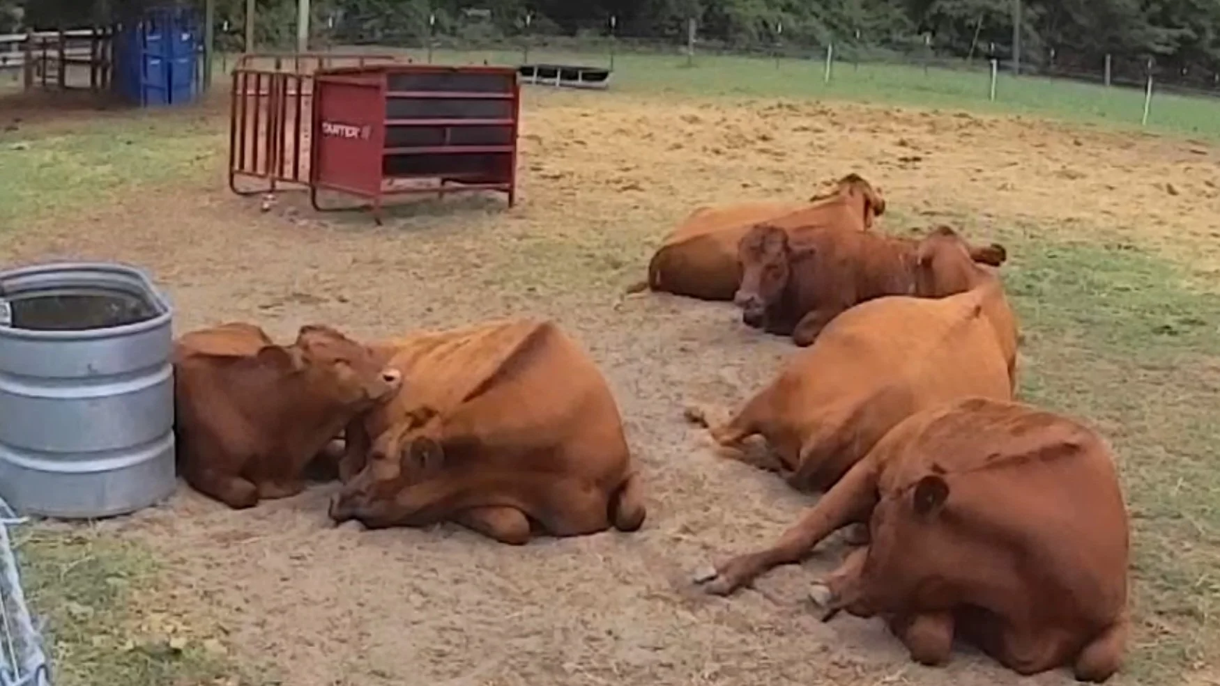 Several brown cows are lying on the ground in a fenced outdoor area with a red feeding container and a stack of silver feed bins nearby.