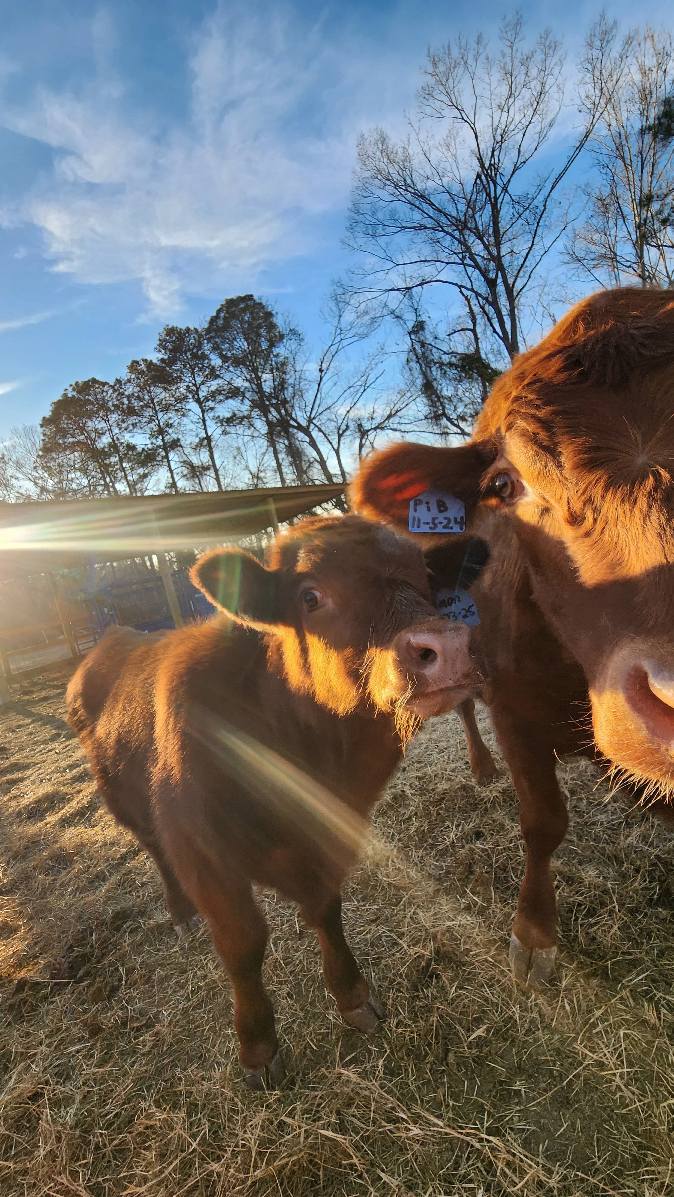 Two brown calves standing on dry grass with leafless trees and a blue sky in the background. One calf is looking at the camera, and the other calf is looking to the side. The calf on the right has a tag on its ear labeled ''P B 11-5-24.'' The sun is 