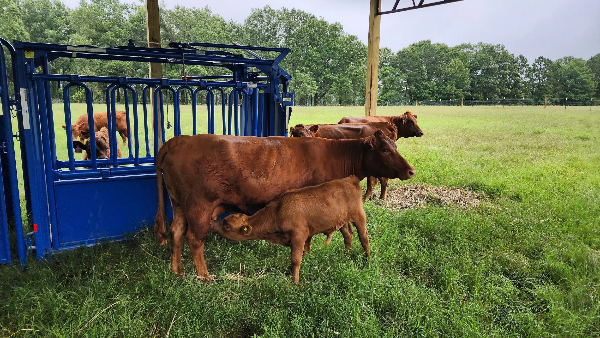 Group of One Owner Beef cows in a grassy field, with some cows near a blue cattle chute, under a wooden shelter with trees in the background.