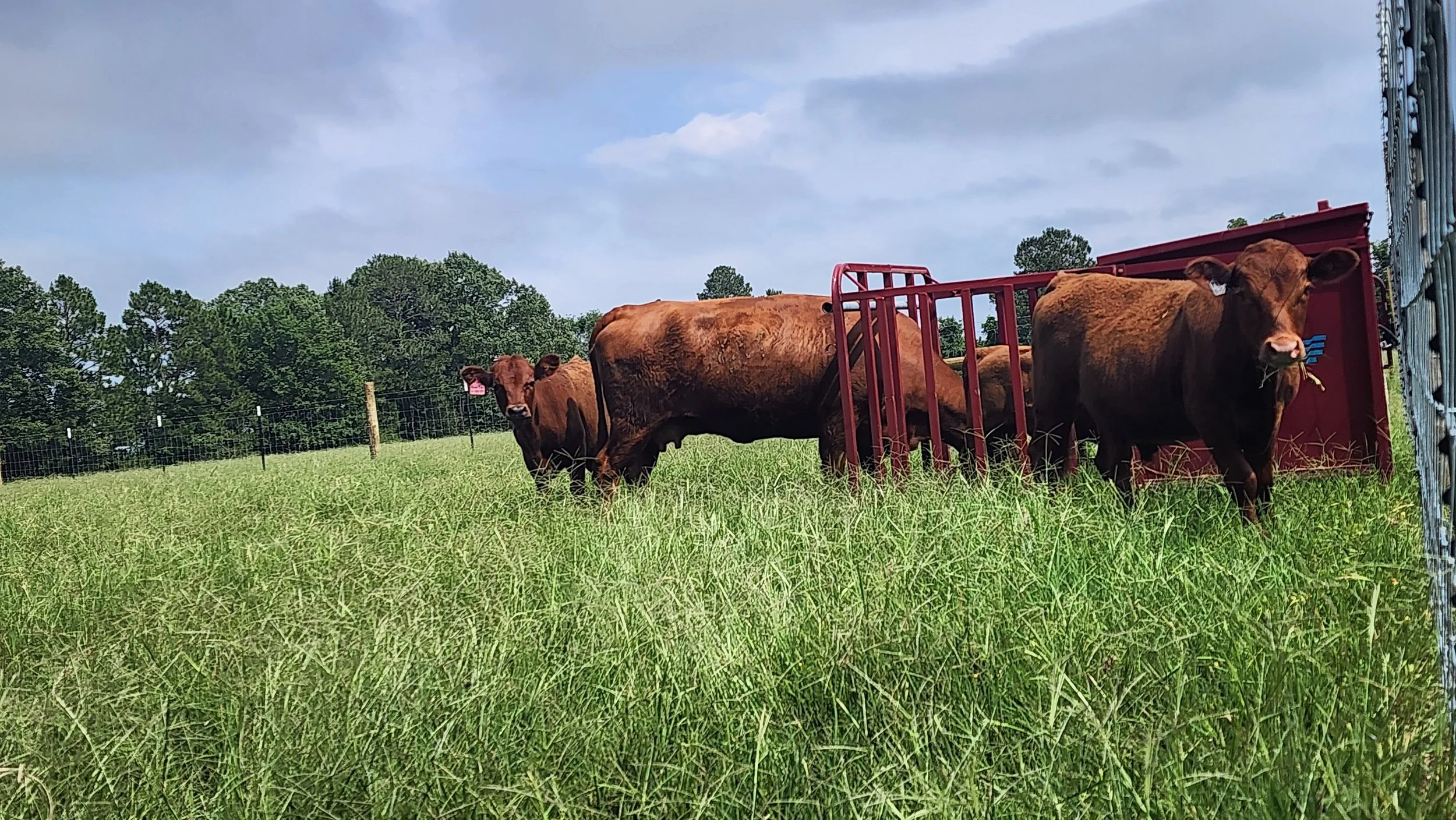 Several One Owner Beef cows in a green pasture with a partly cloudy sky and trees in the background.