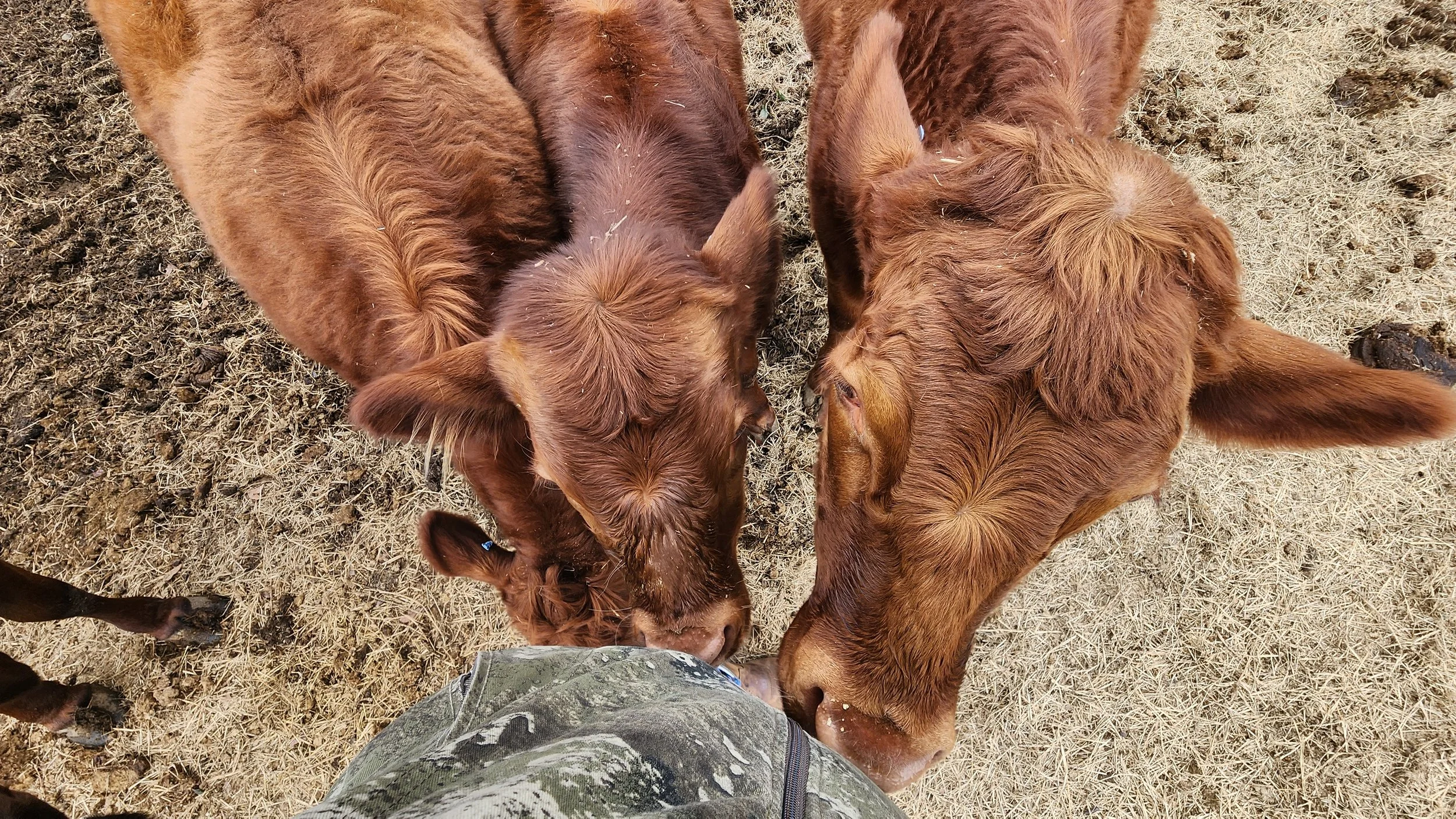 Three brown calves standing on dry grass with one person's camo pants and boots visible in the foreground.