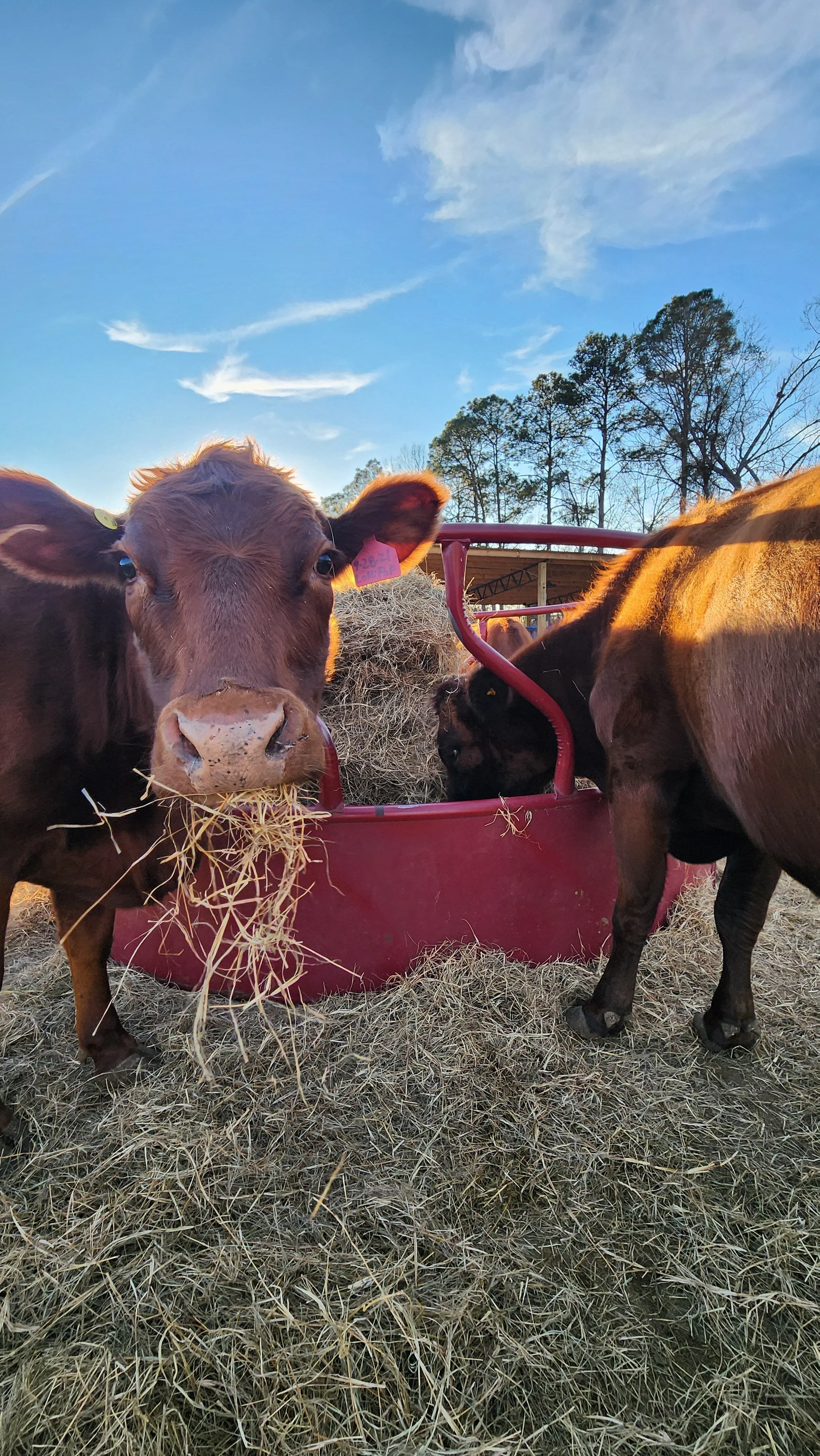 One Owner Beef cows standing on straw in front of a red feeder with hay, outdoors with blue sky and trees in the background.