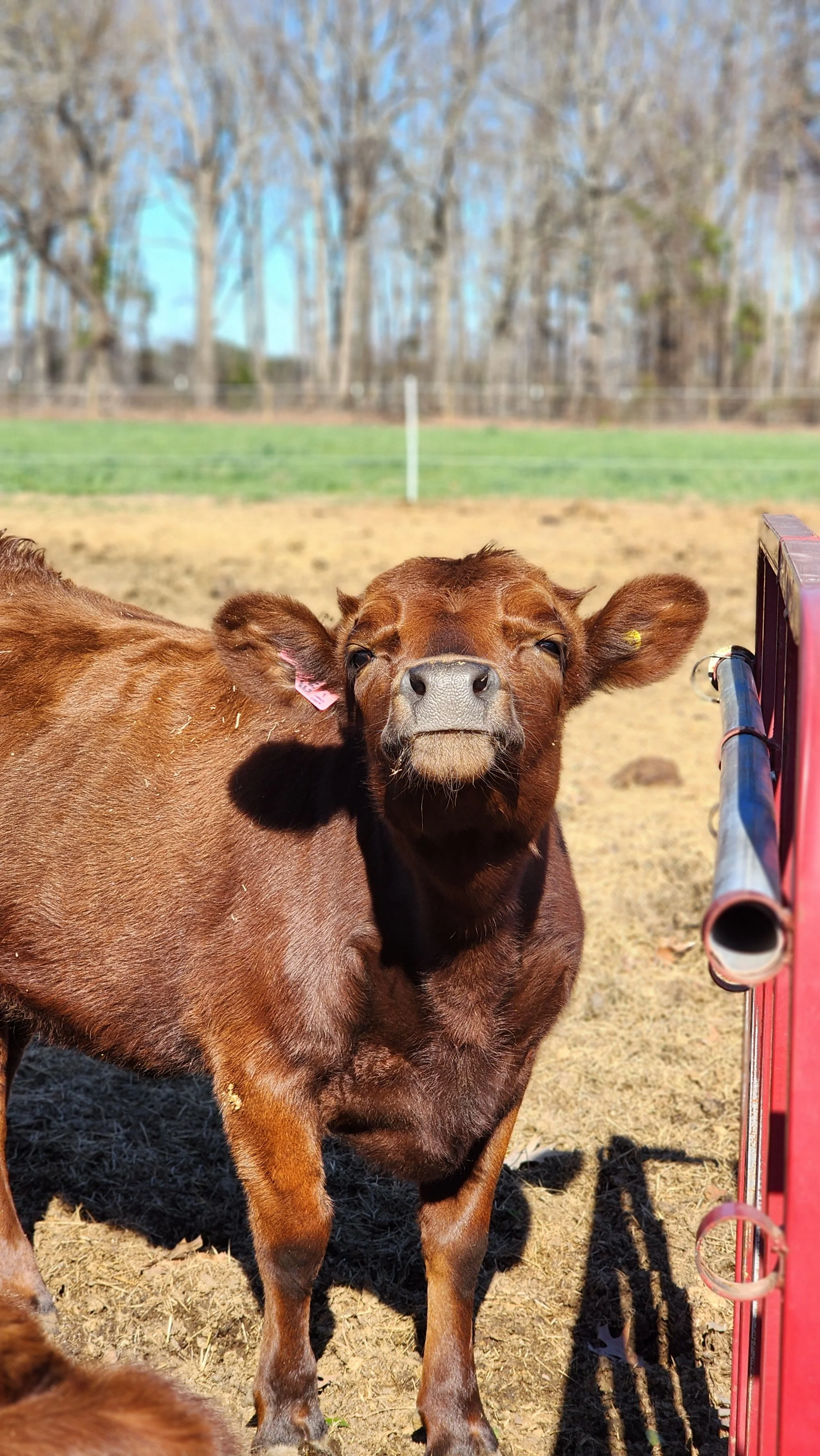A brown calf standing outdoors on dirt ground, with a red gate on the right, and leafless trees and grass in the background.