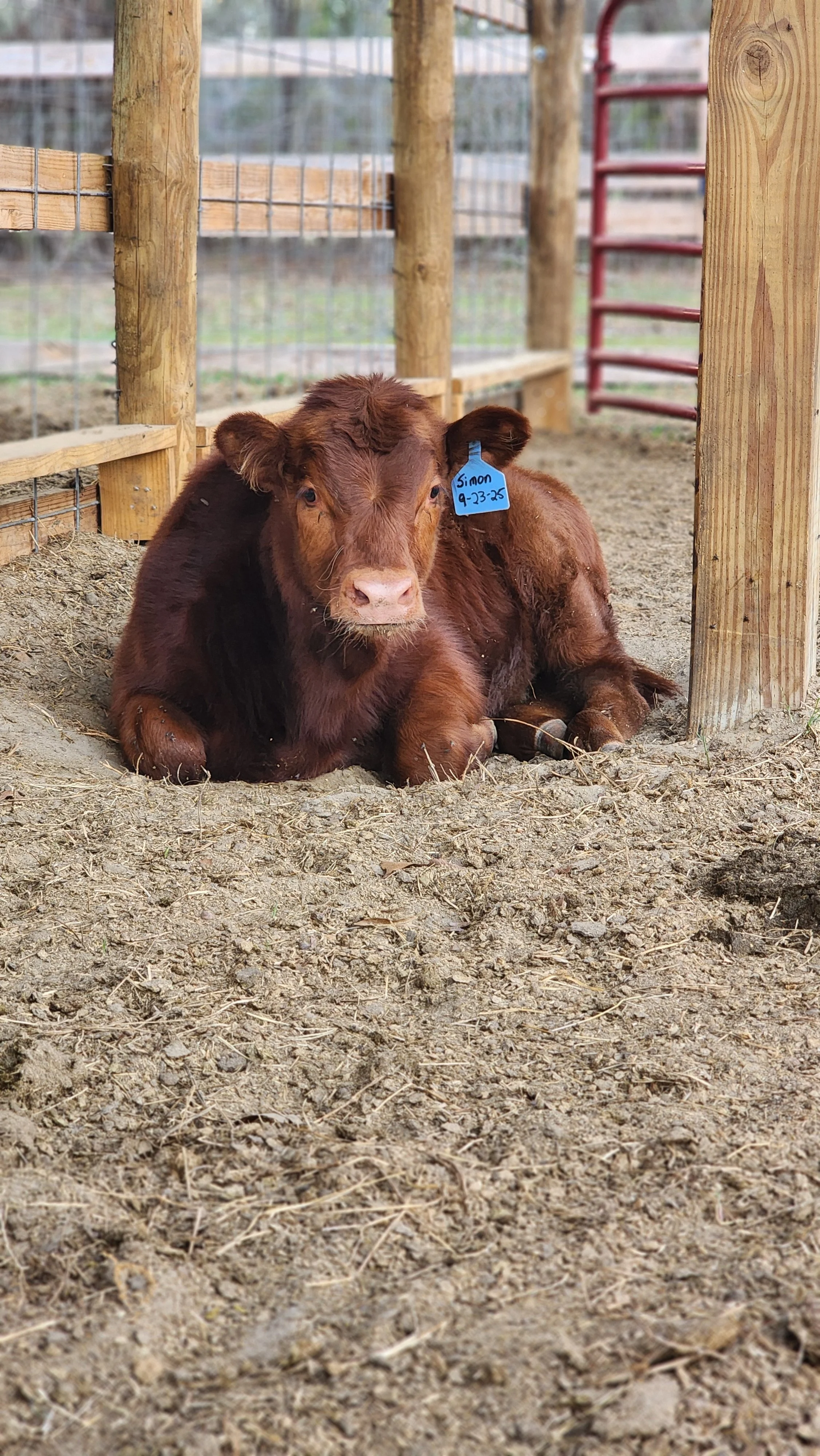 A young brown calf with a blue name tag that reads 'Simon, 9-23-25' is lying on dirt ground inside a wooden and wire enclosure.