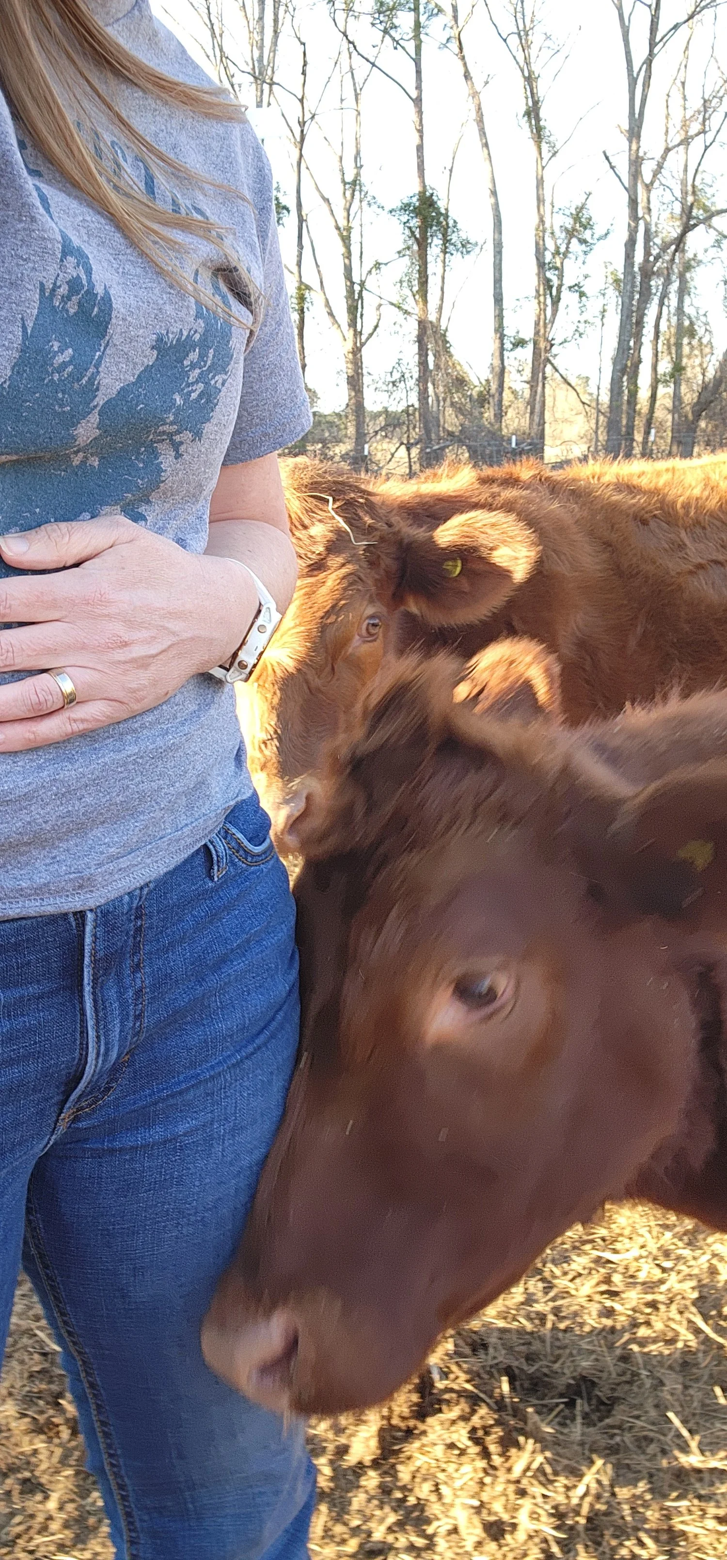 Person wearing a gray T-shirt and jeans standing outdoors with several brown calves around them, some nuzzling or touching their leg, in a rural setting with leafless trees and sunlight.