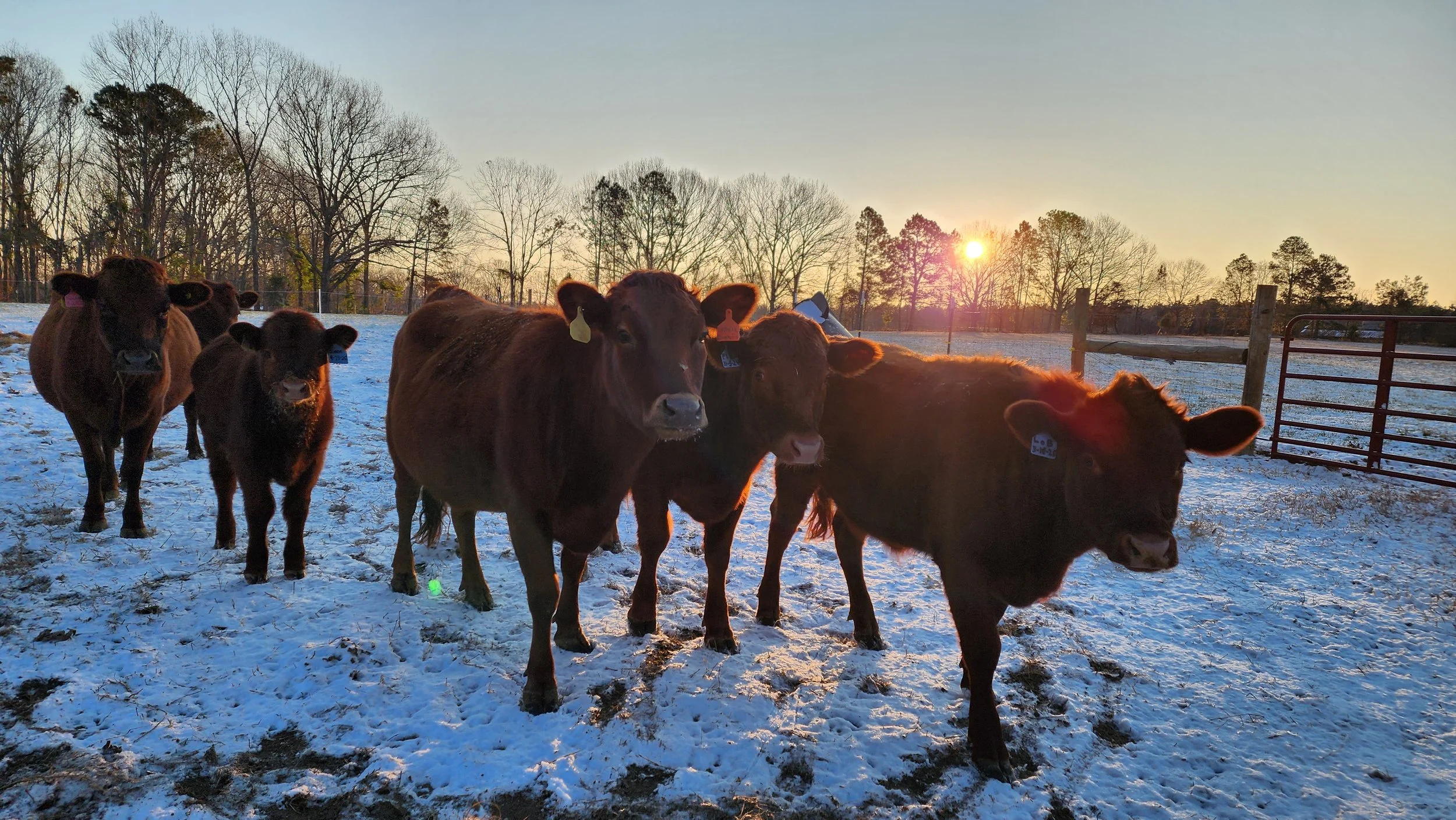 A group of cows standing on snow-covered ground in a fenced pasture during sunset, with leafless trees in the background.
