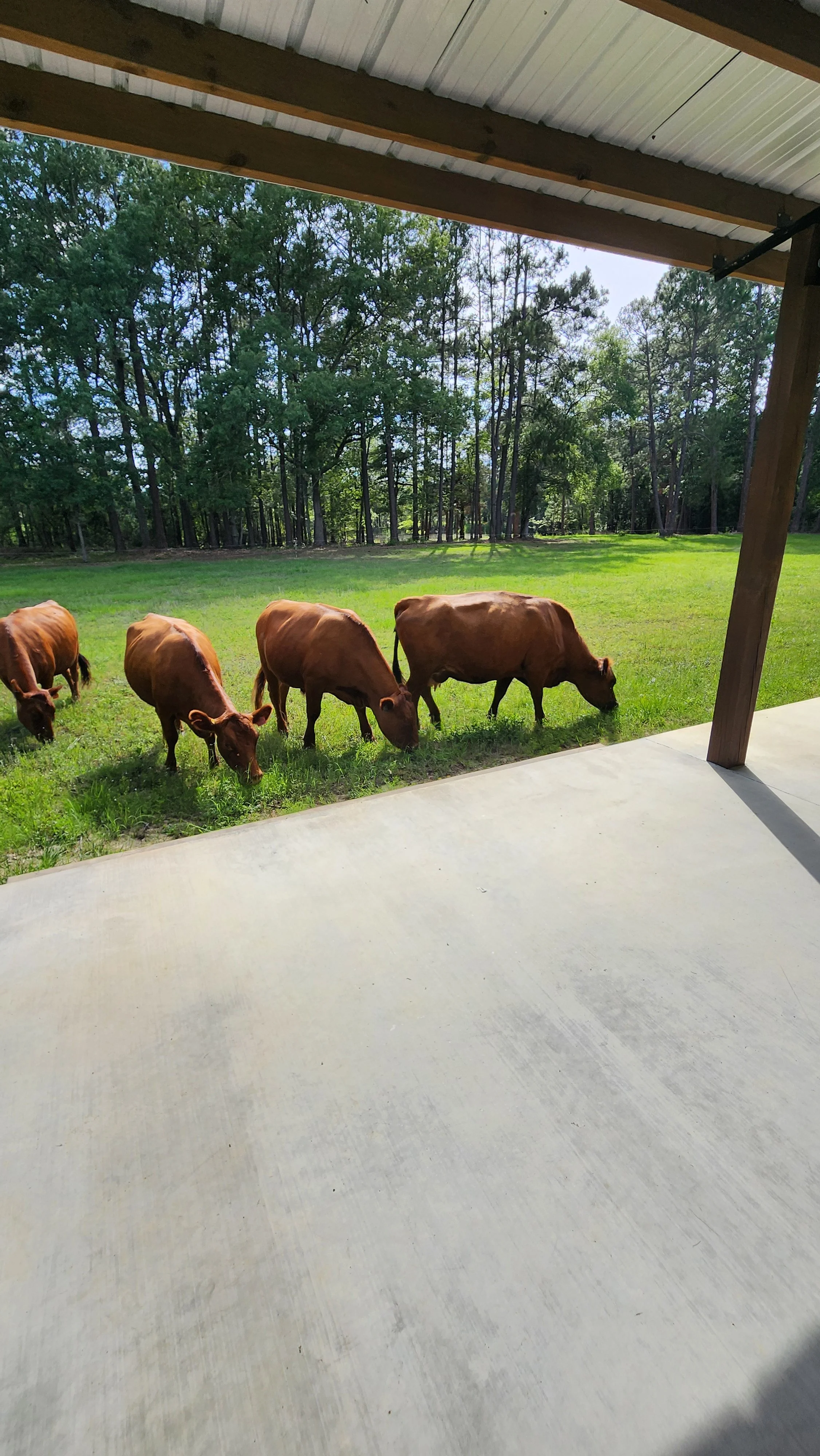 Three brown cows grazing on green grass outside on a sunny day, viewed from under a covered porch.