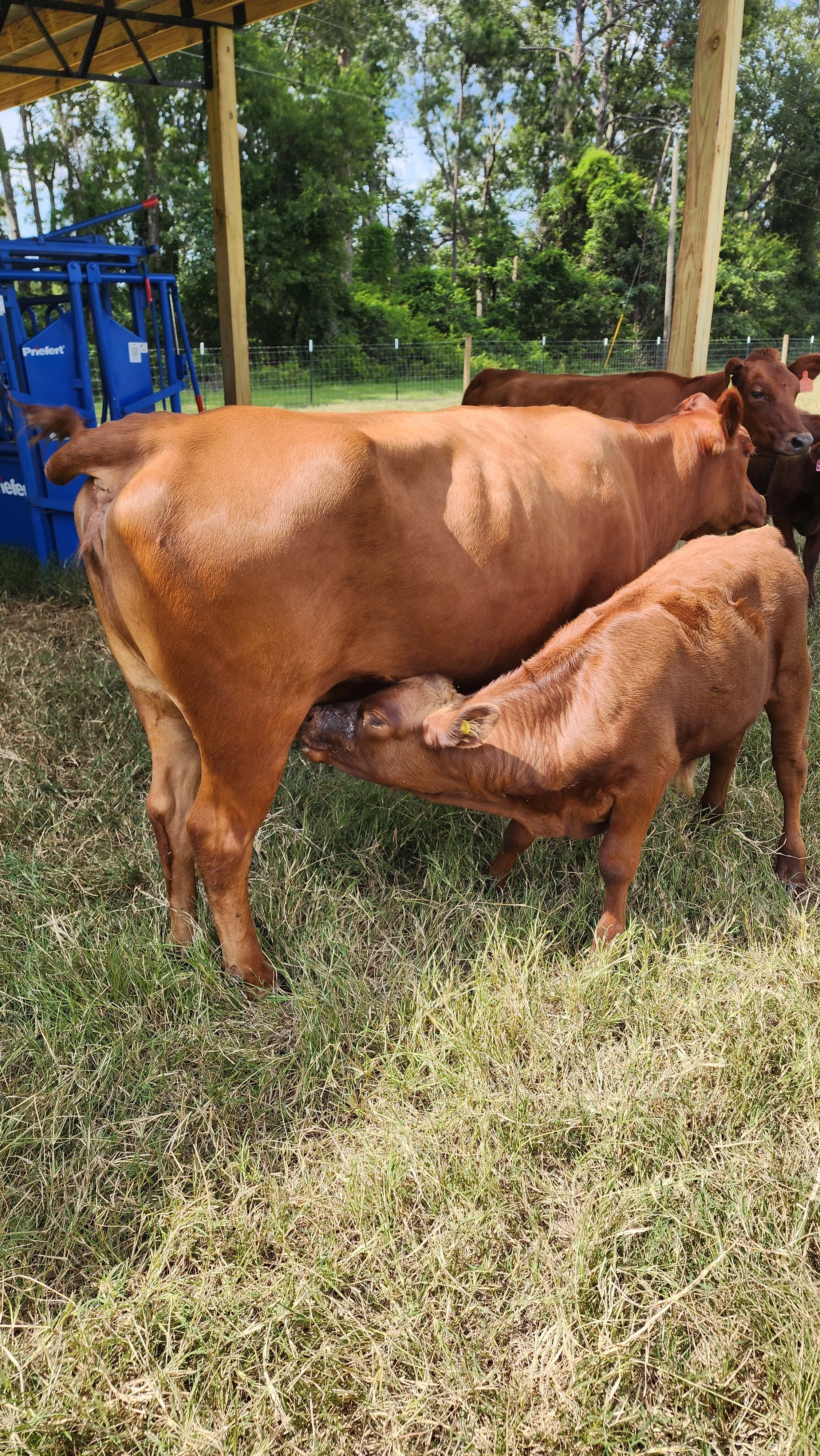A group of One Owner Beef cows in a grassy field under a wooden shelter with some trees in the background.