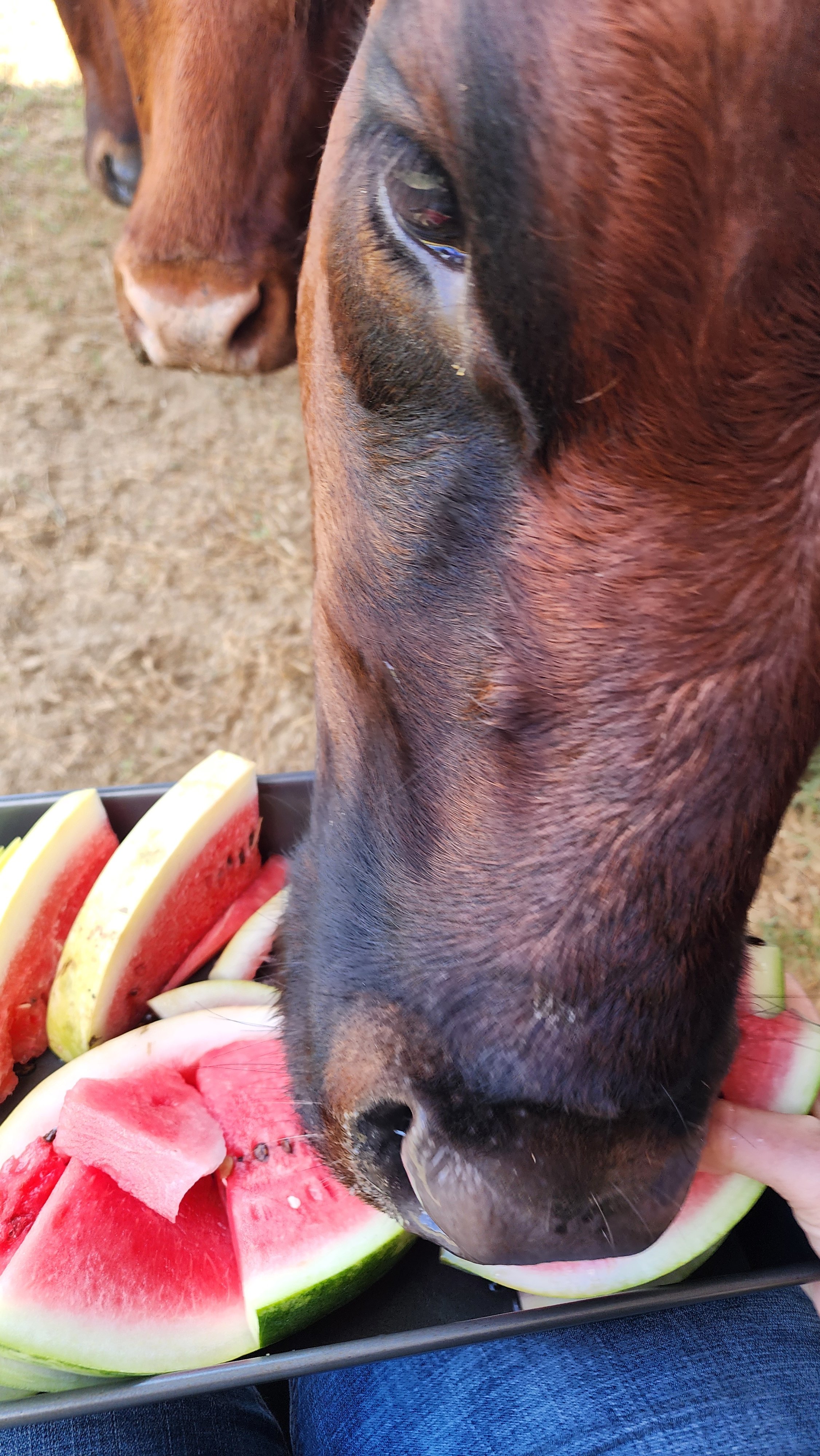 Close-up of a brown horse eating watermelon slices, with another horse visible in the background.
